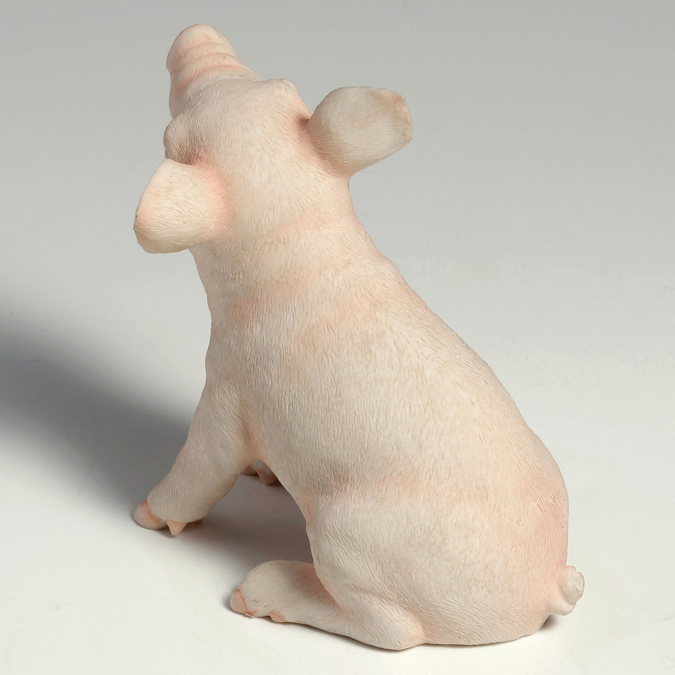 Baby Pig