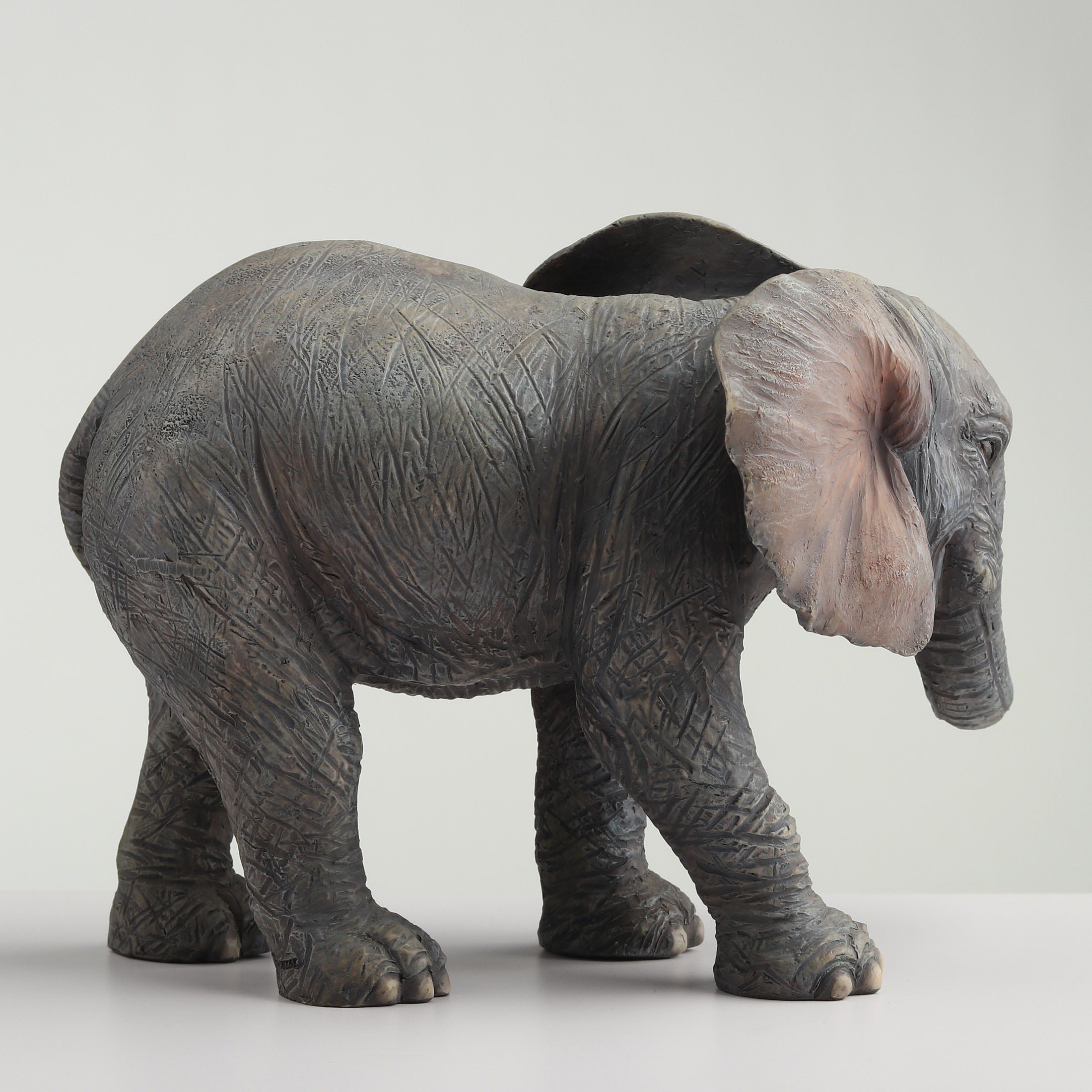 Baby Elephant