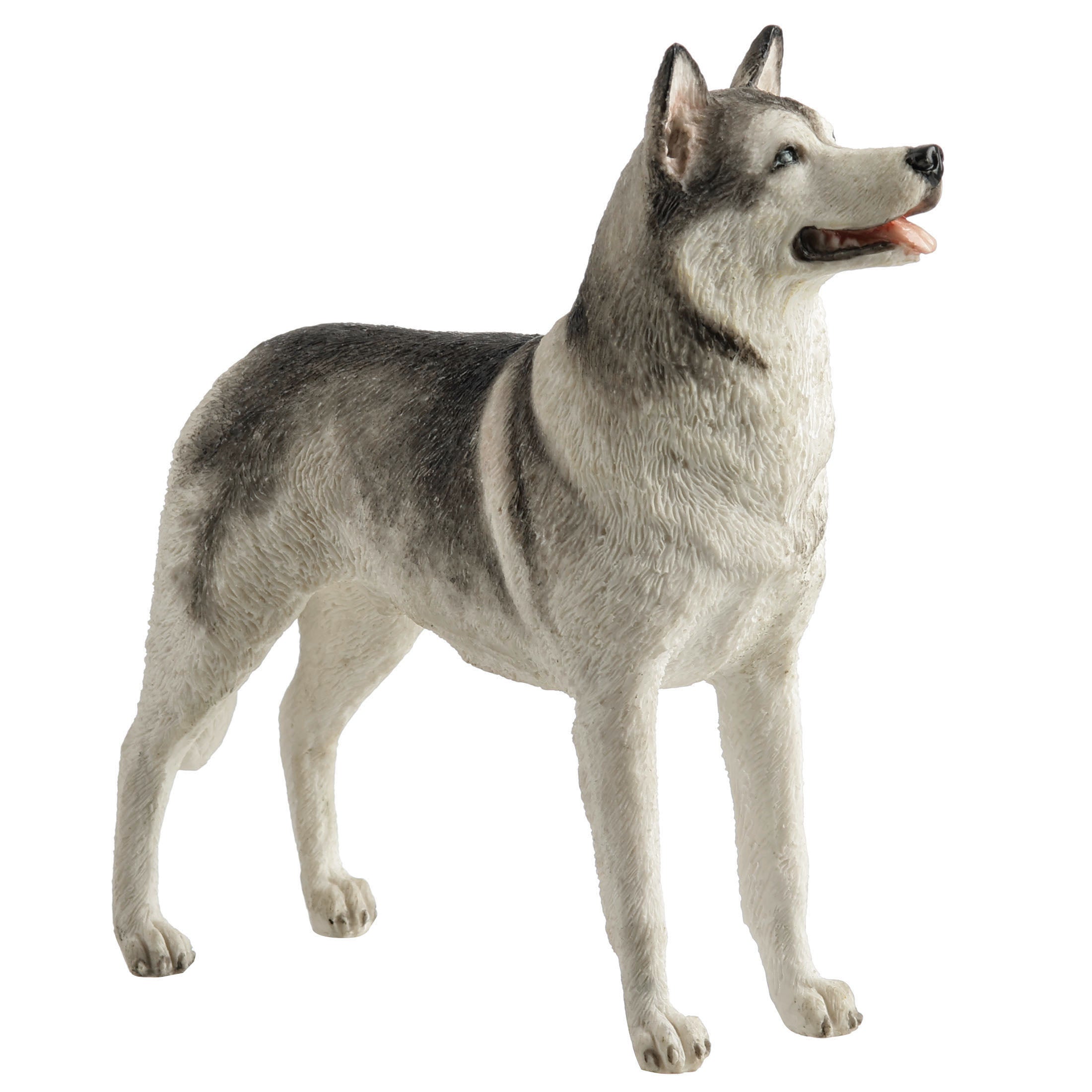 Siberian Husky