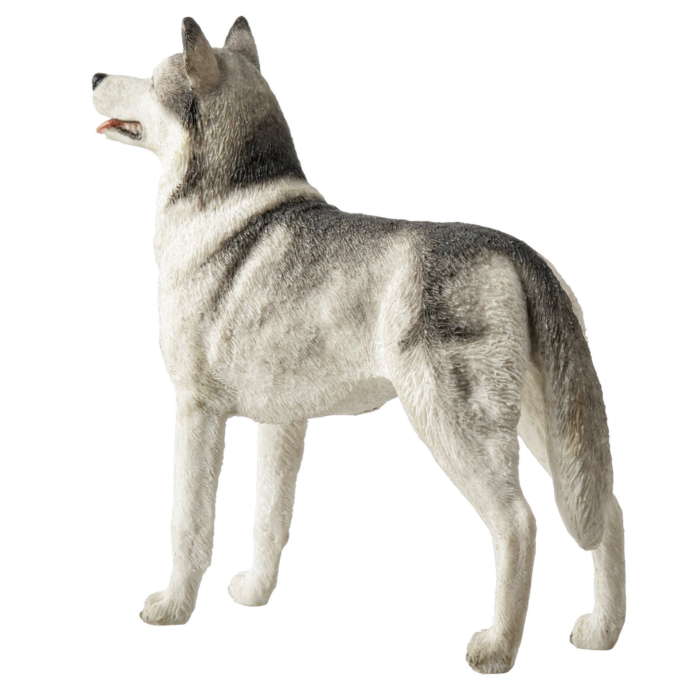 Siberian Husky
