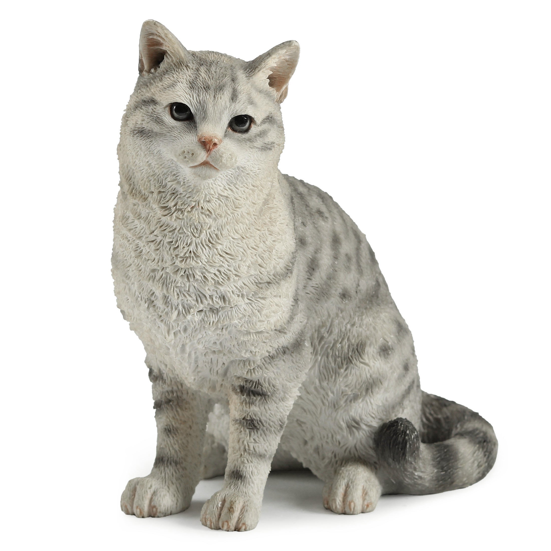 American Shorthair Tabby Spotted Gray