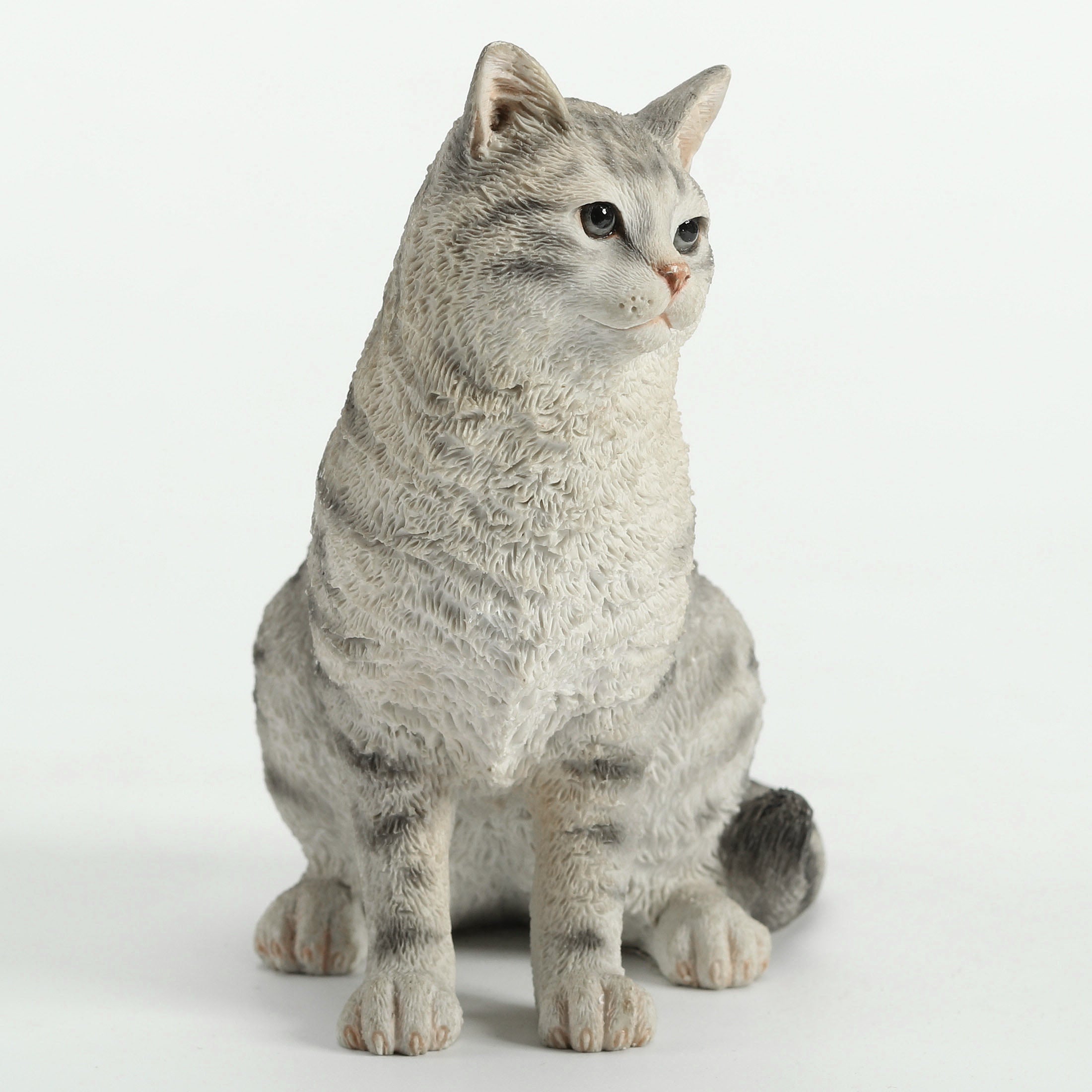 American Shorthair Tabby Spotted Gray