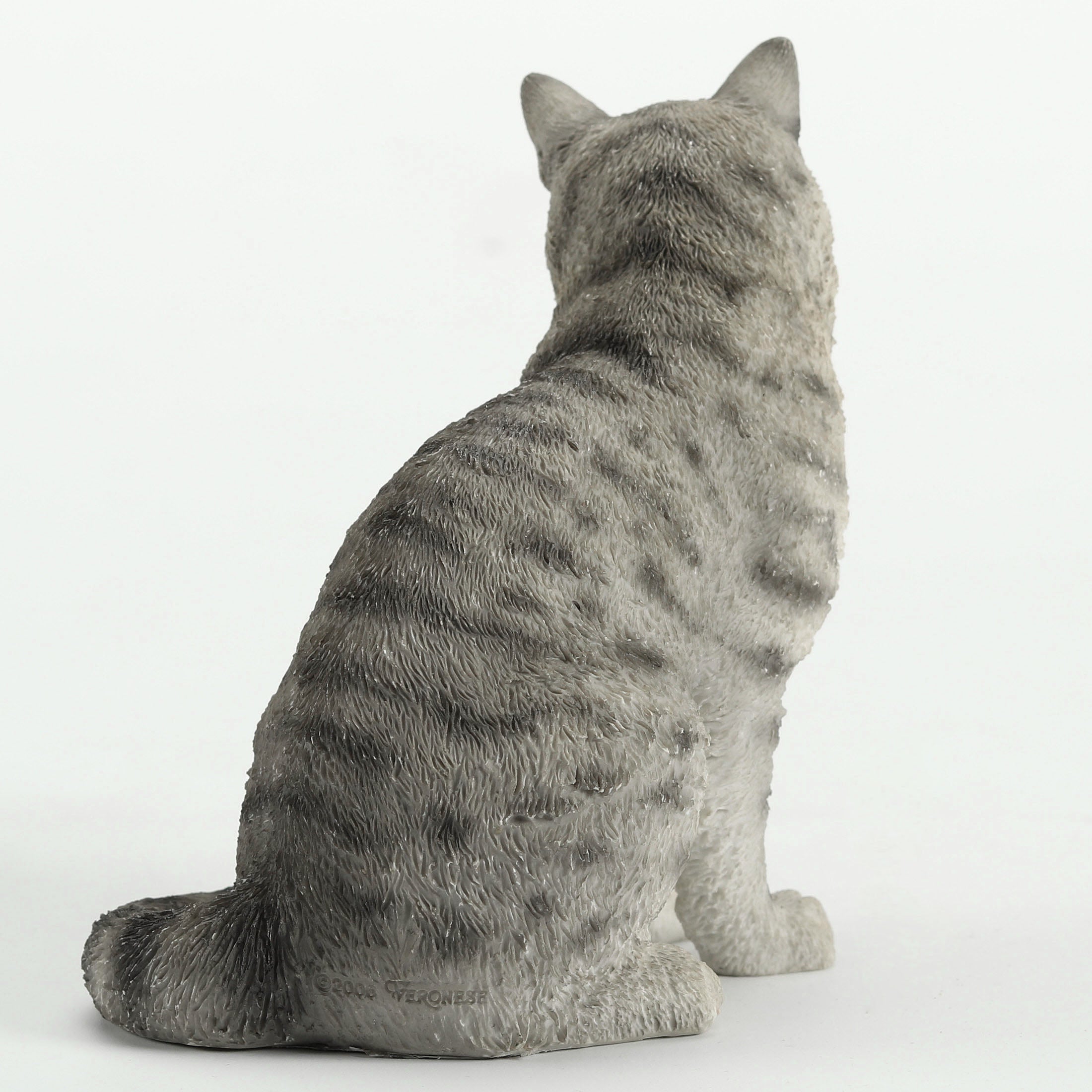 American Shorthair Tabby Spotted Gray