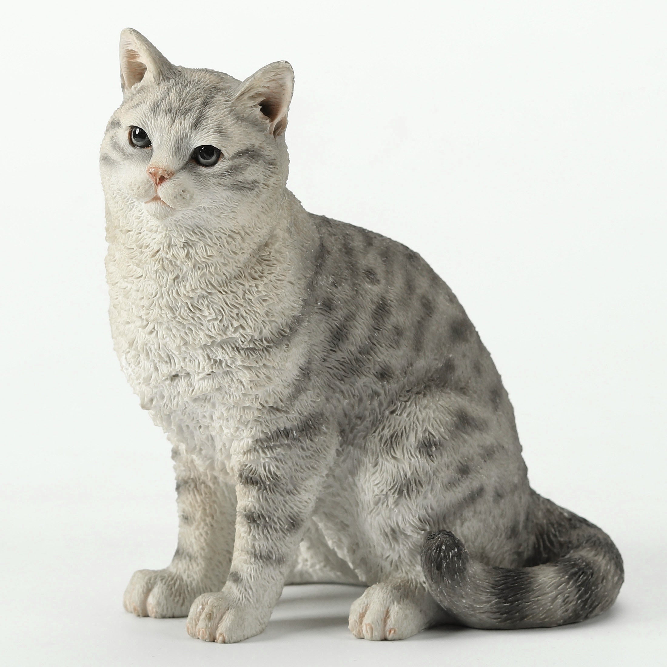 American Shorthair Tabby Spotted Gray
