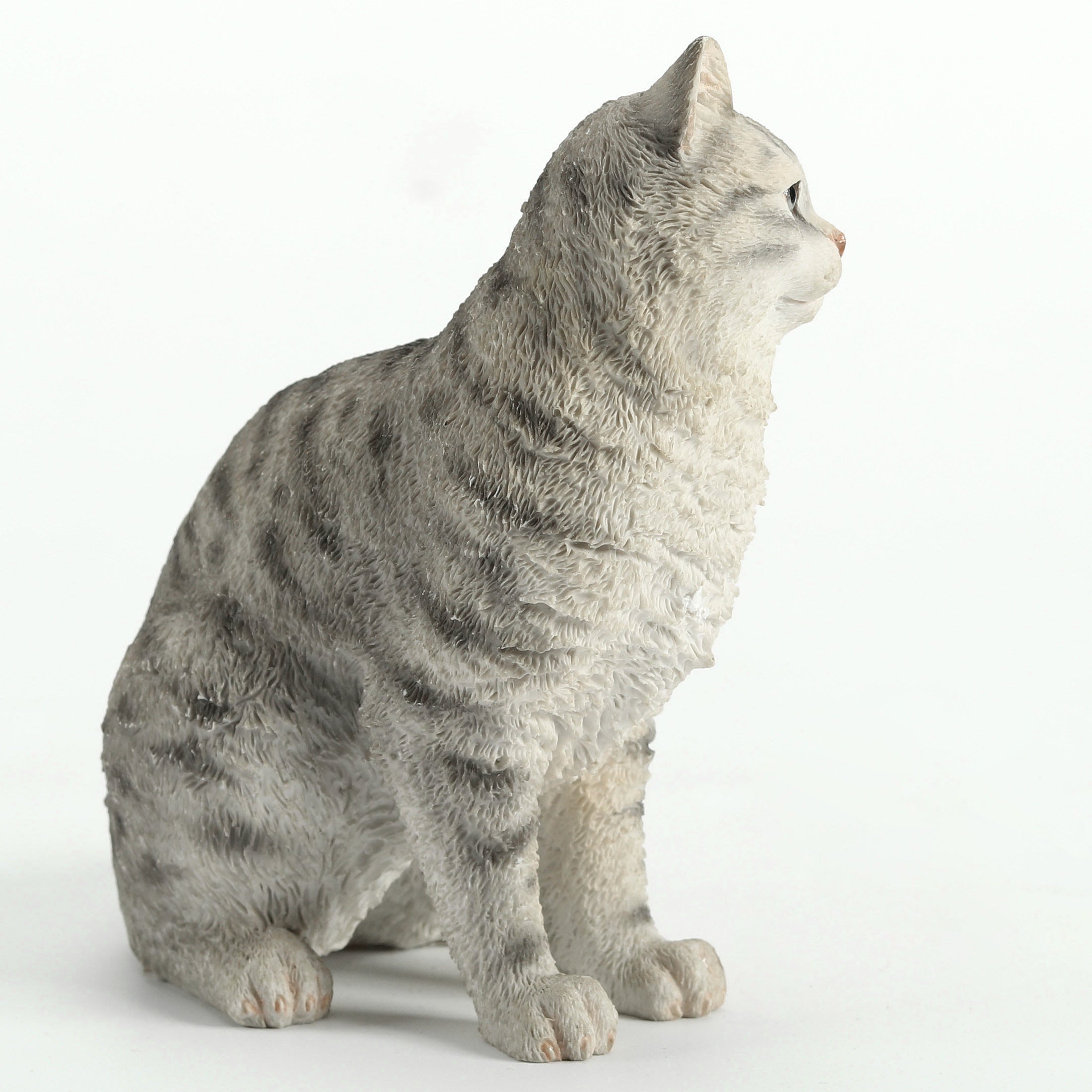 American Shorthair Tabby Spotted Gray
