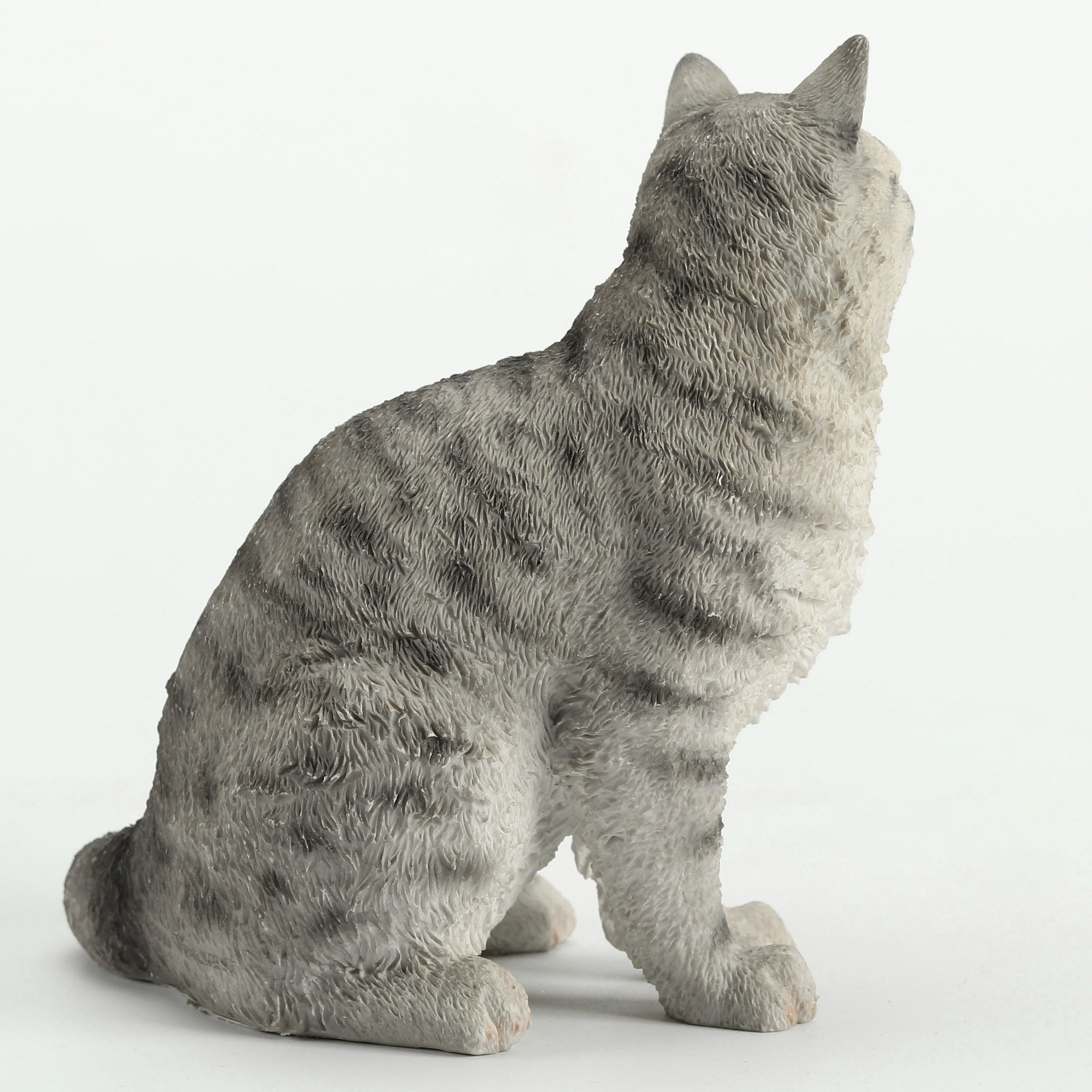American Shorthair Tabby Spotted Gray