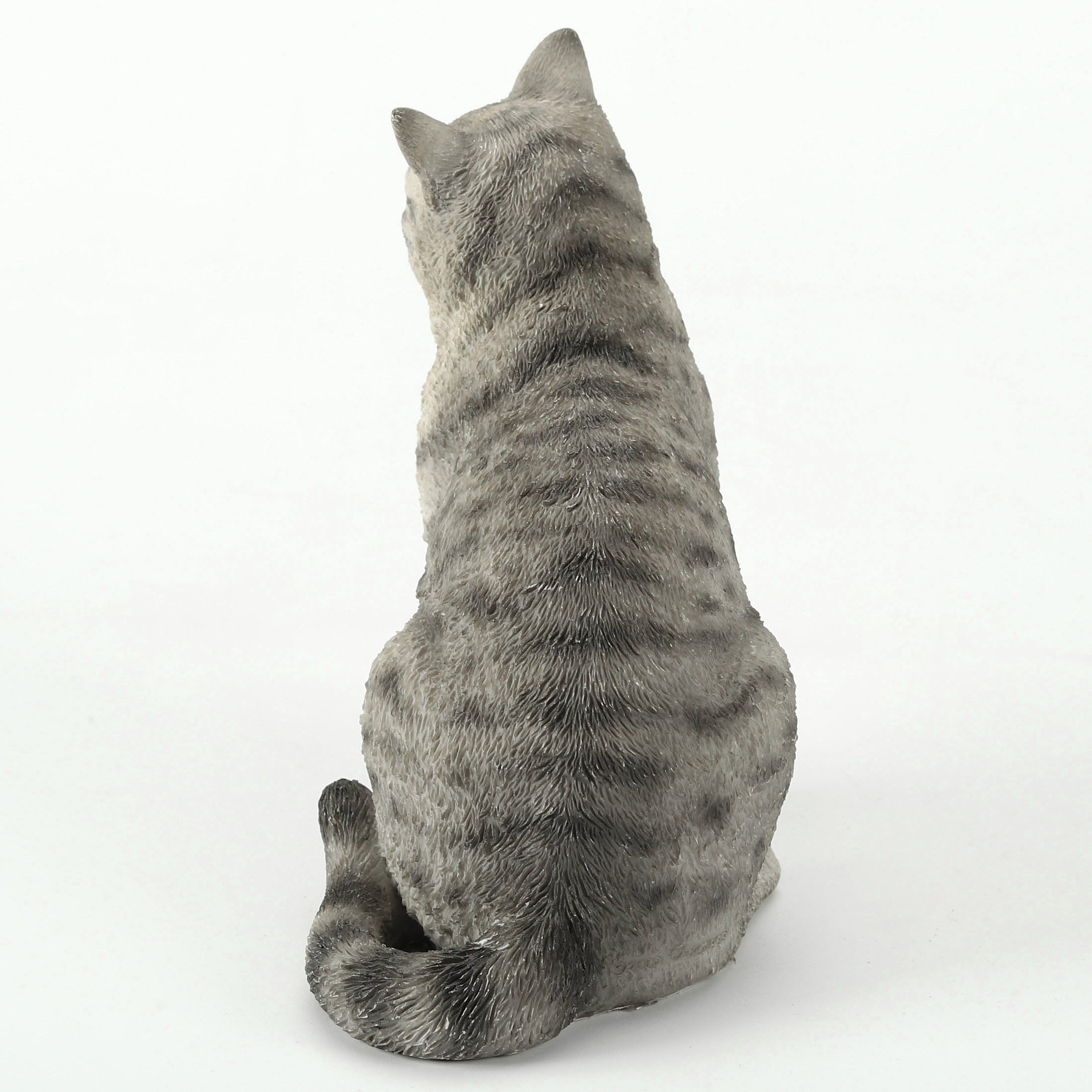 American Shorthair Tabby Spotted Gray