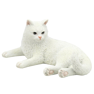 British Shorthair White