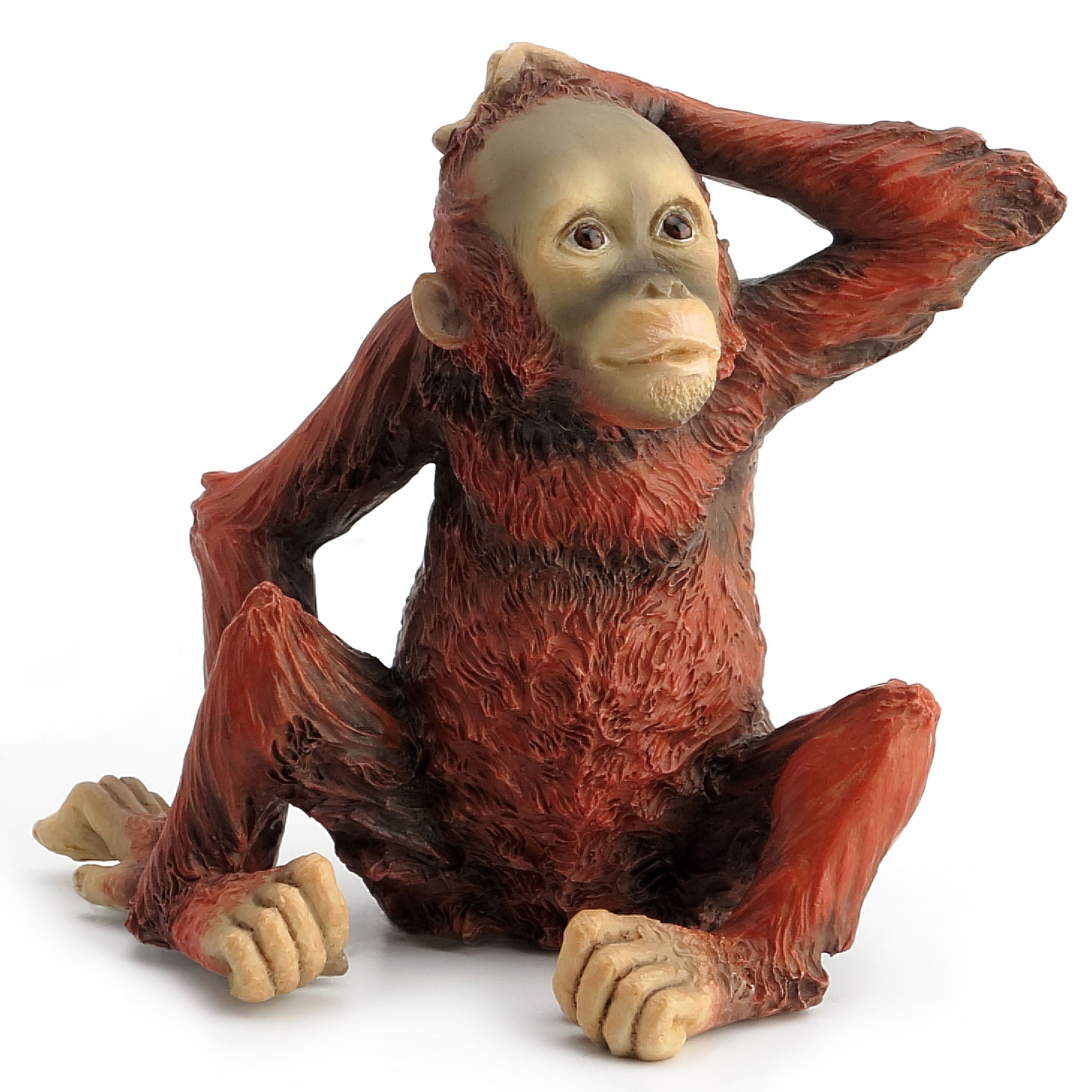 Baby Orangutan Scratching Head