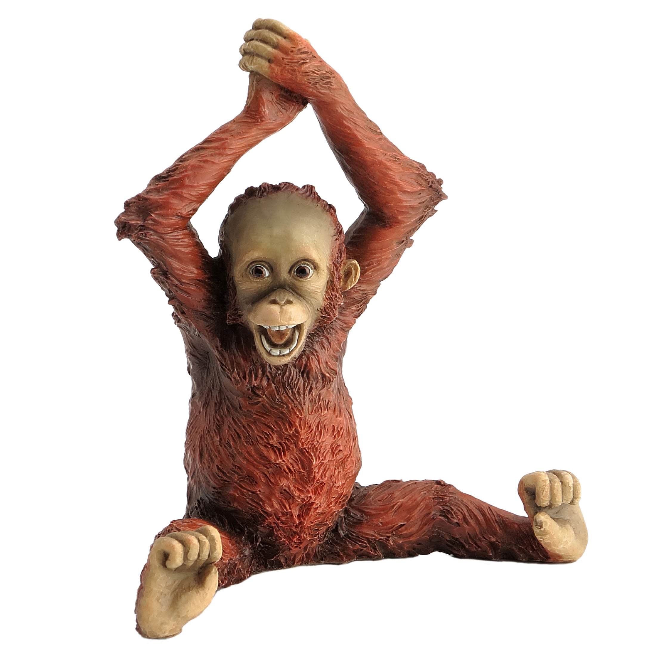 Baby Orangutan Arms Over Head