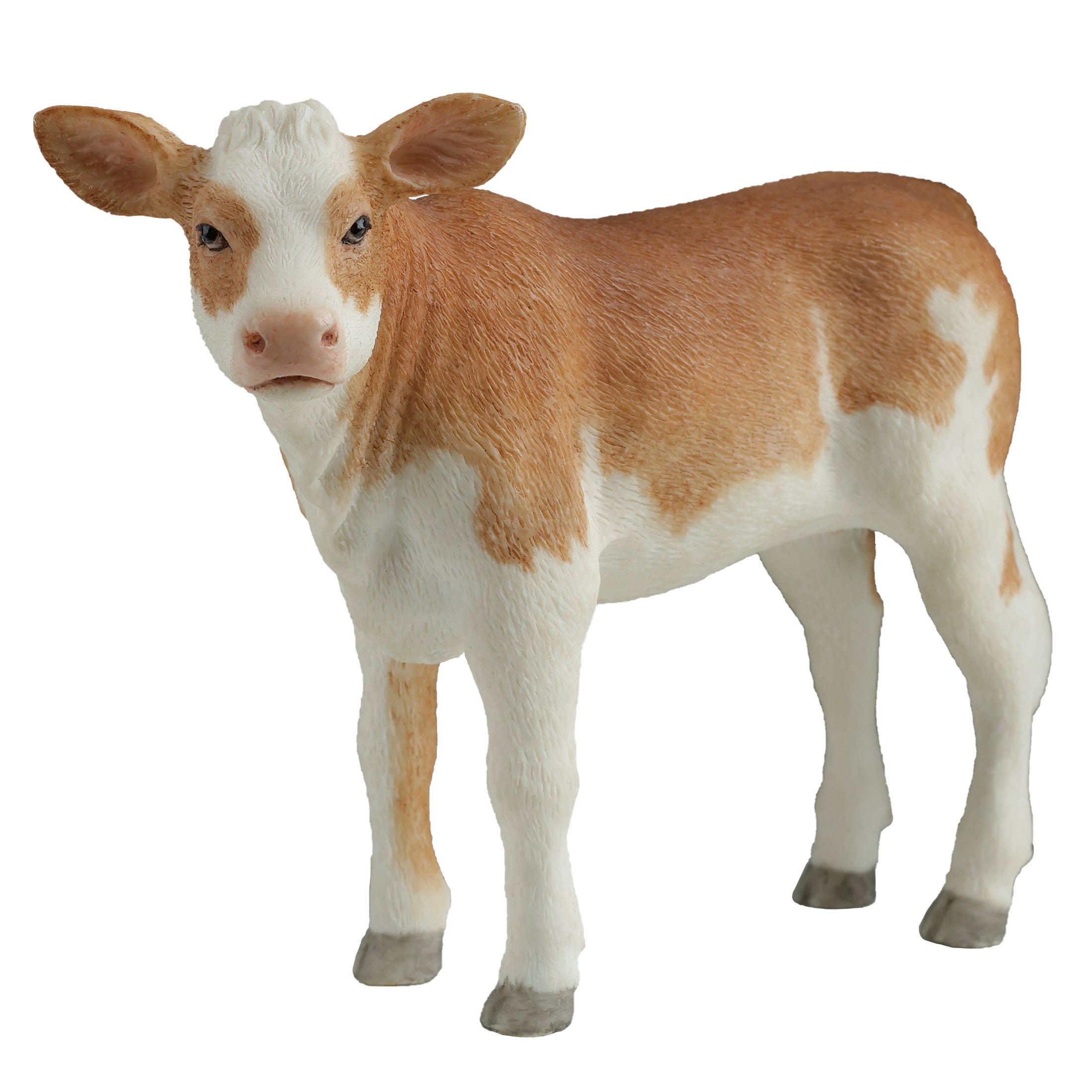 Ayrshire Calf