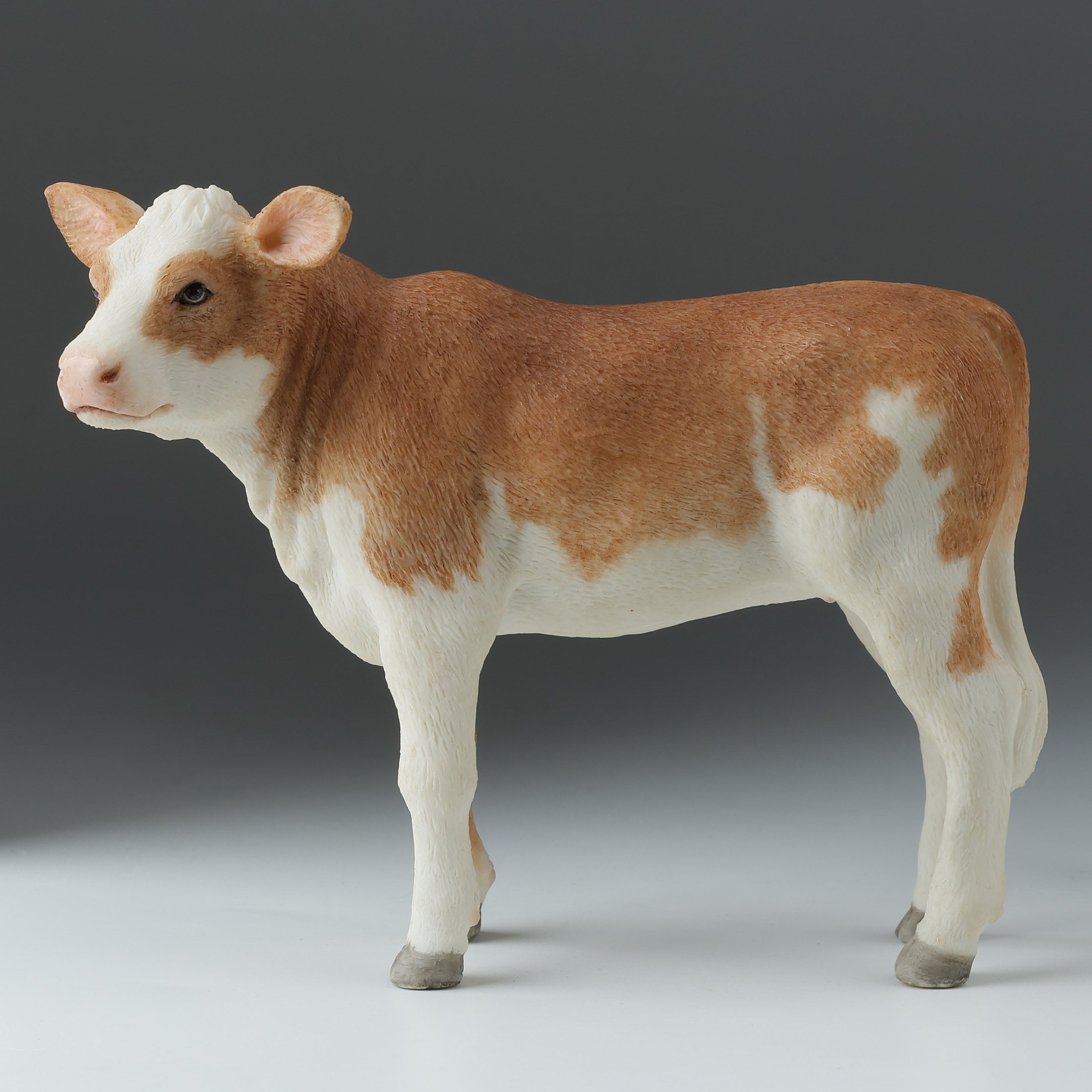 Ayrshire Calf