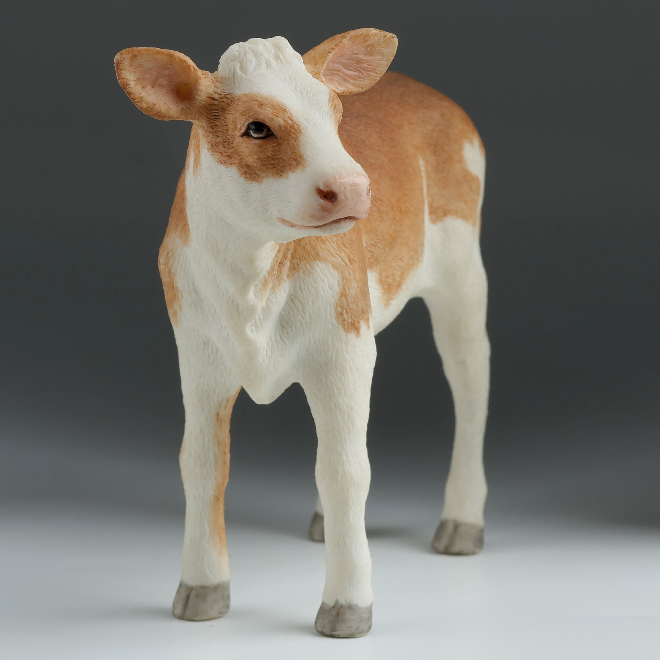 Ayrshire Calf