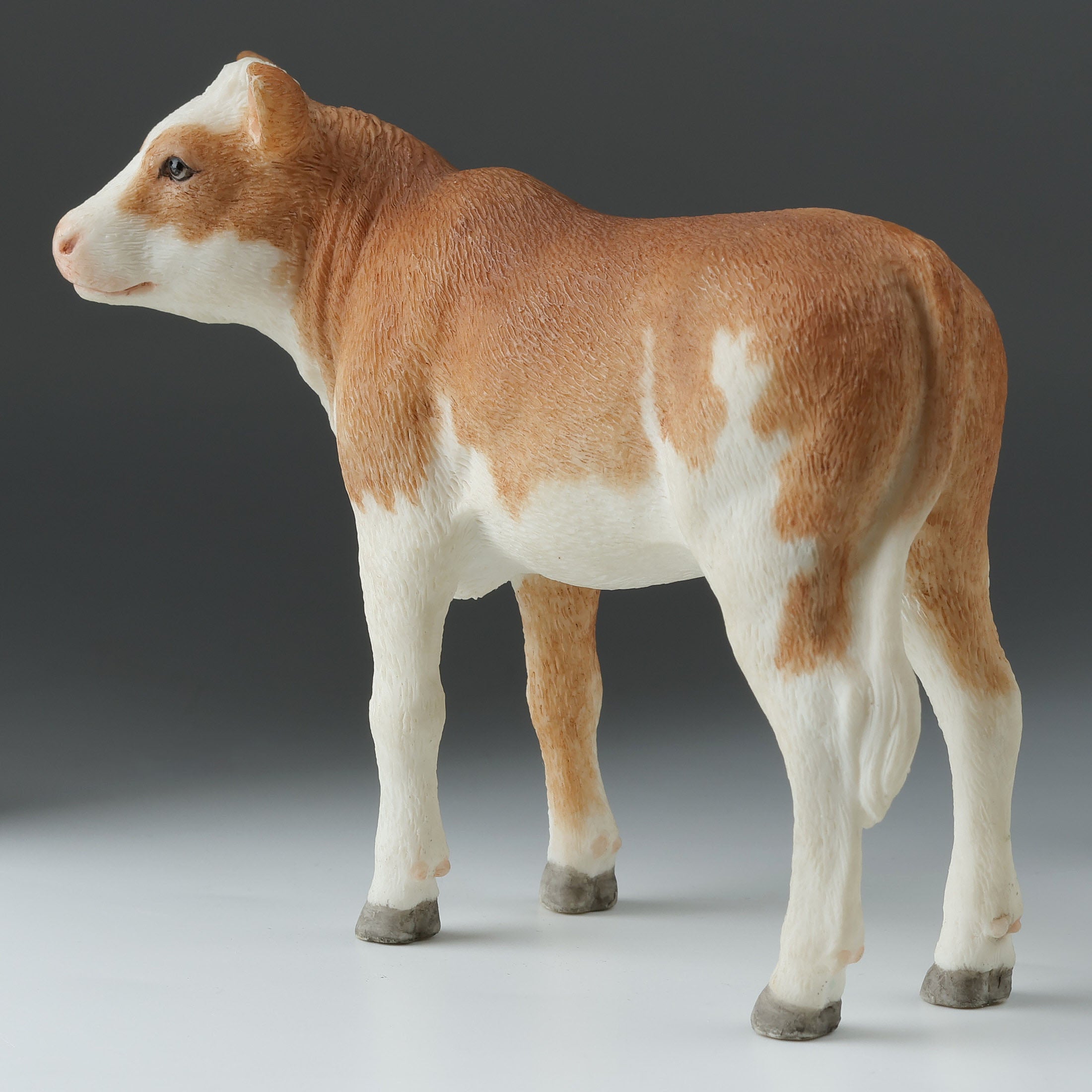 Ayrshire Calf