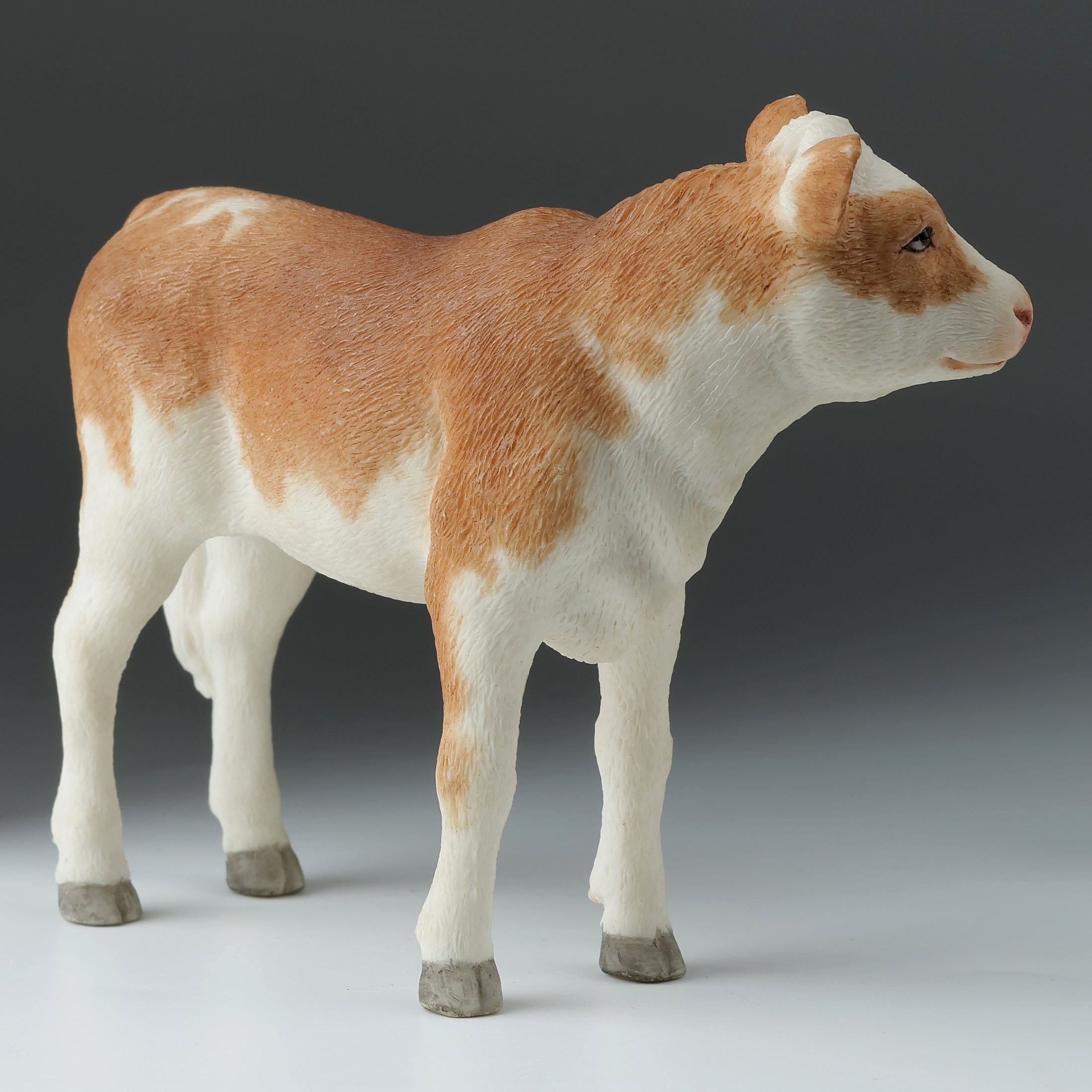 Ayrshire Calf