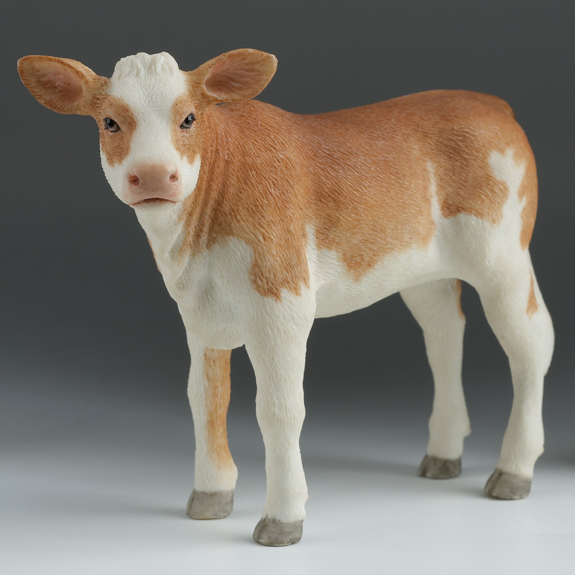 Ayrshire Calf