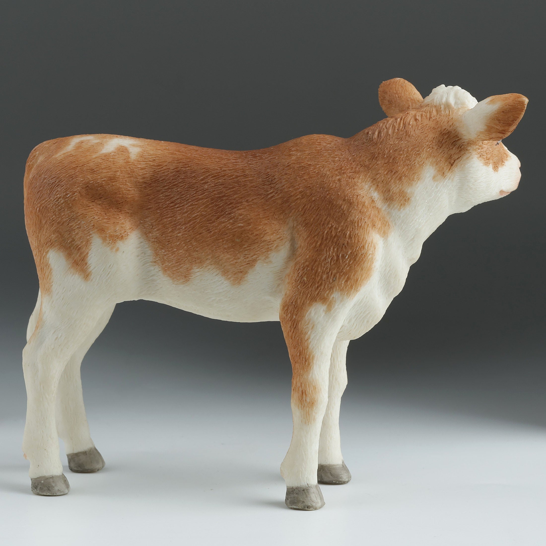 Ayrshire Calf