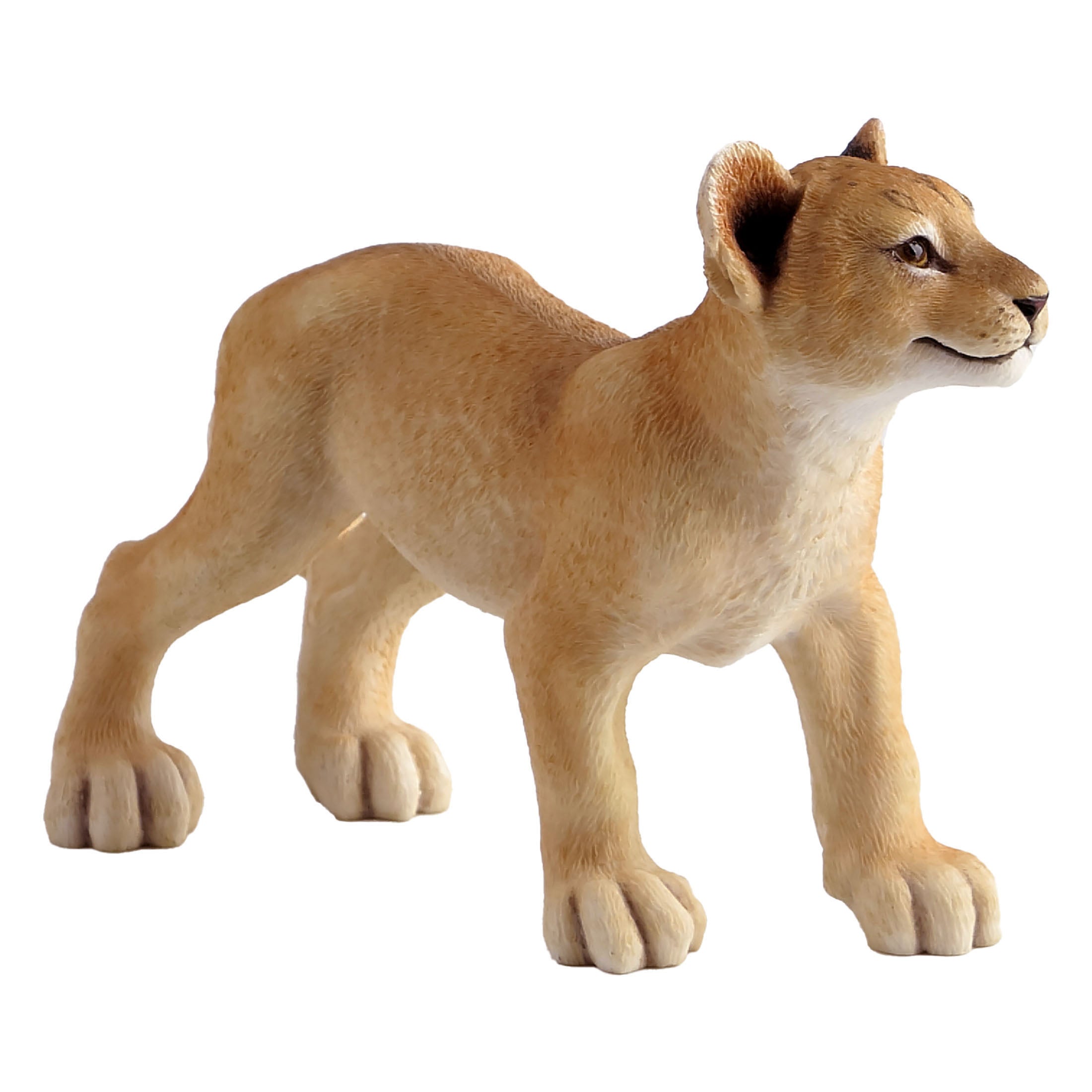 Lion Cub