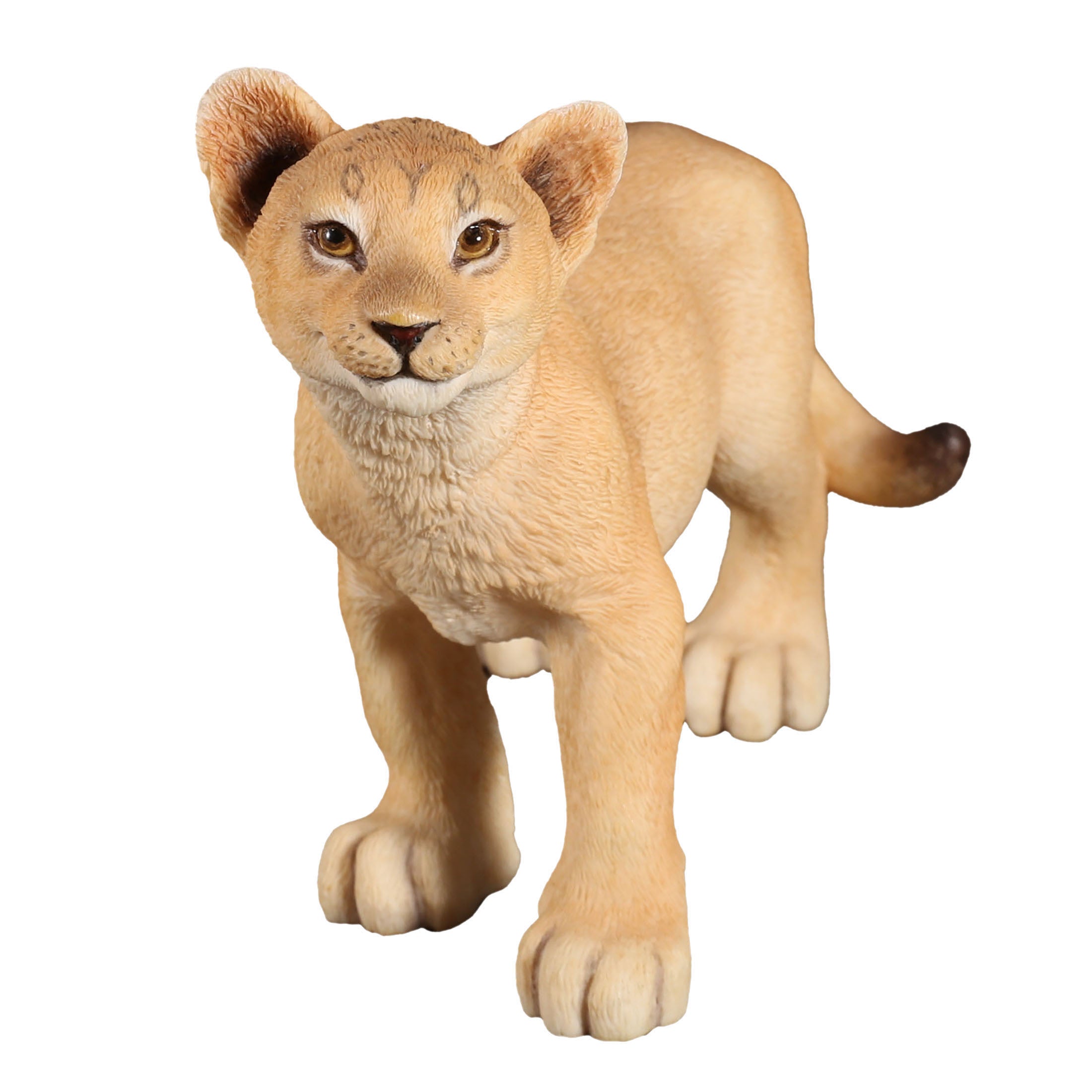 Lion Cub