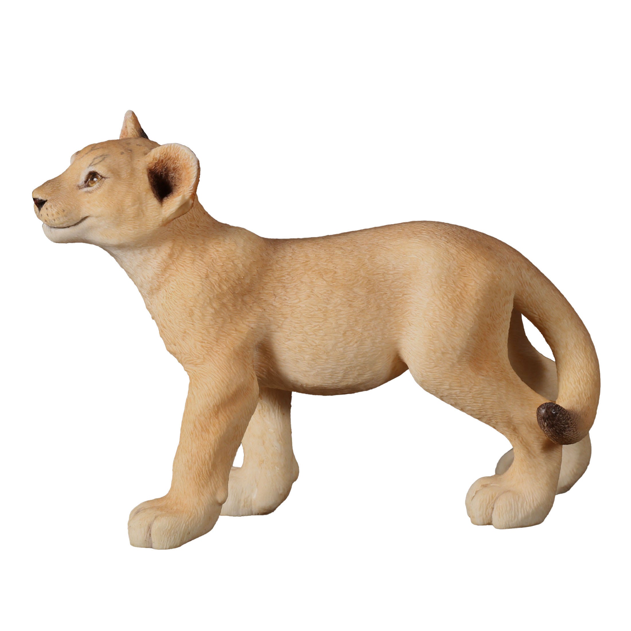 Lion Cub