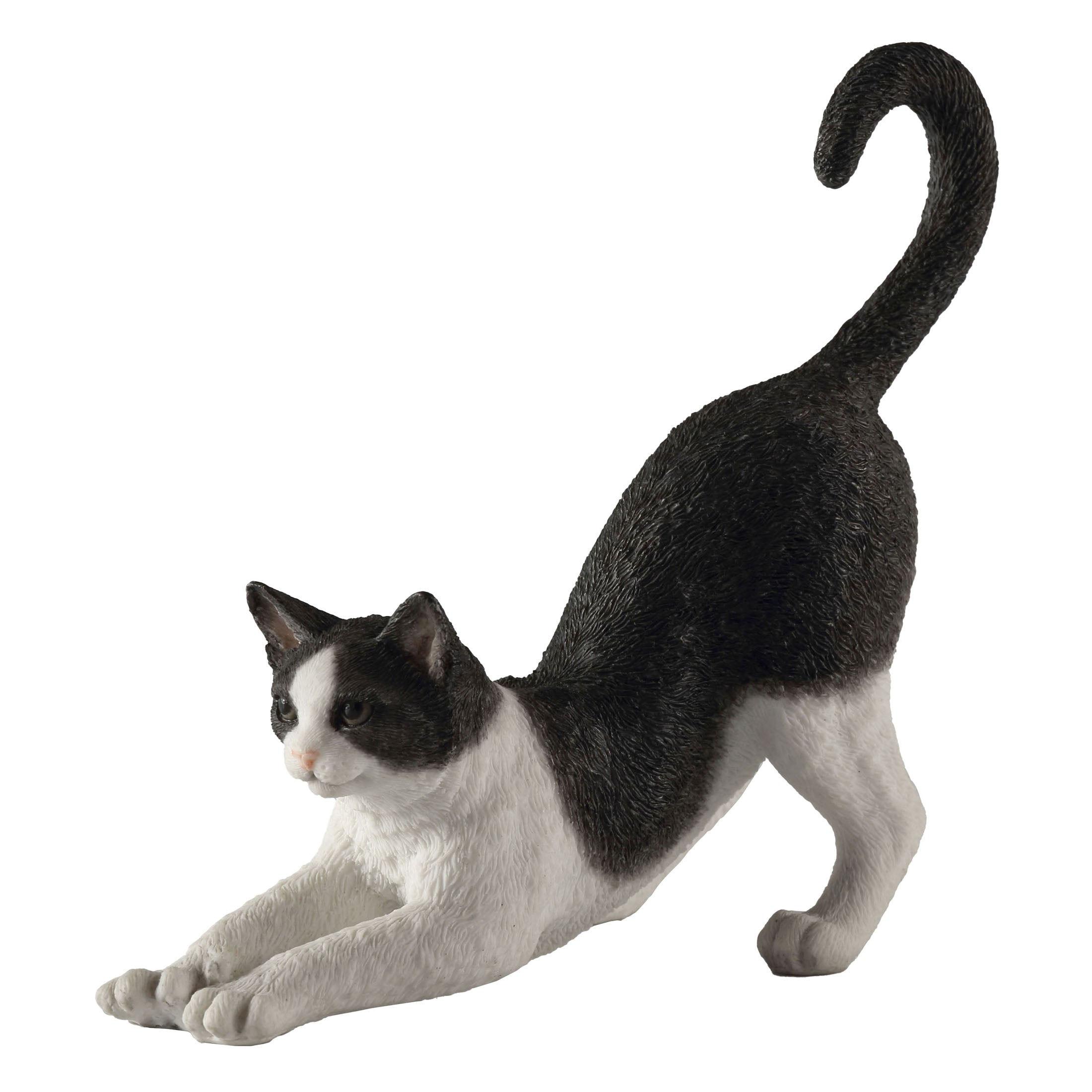 Black And White Cat Stretching