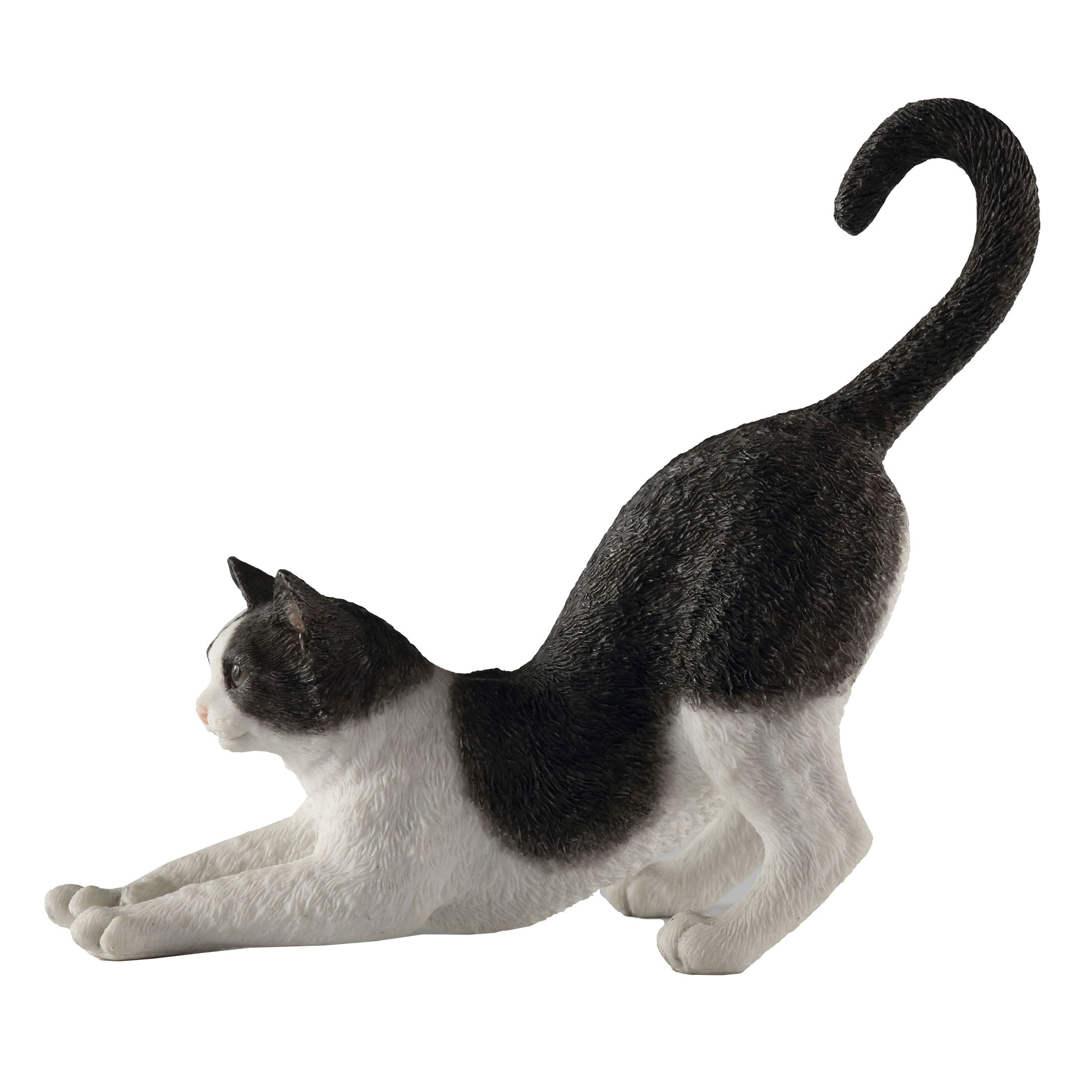Black And White Cat Stretching