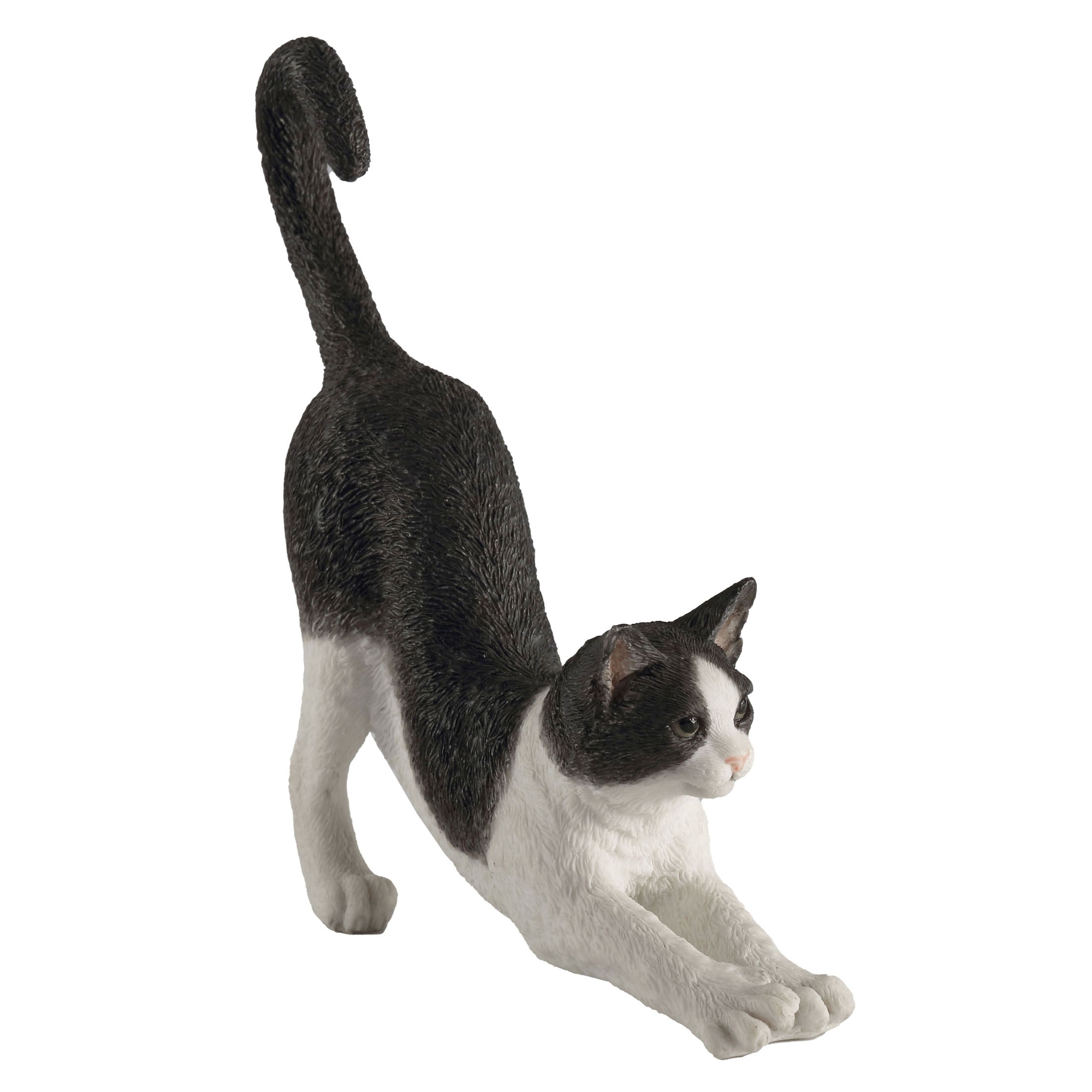 Black And White Cat Stretching