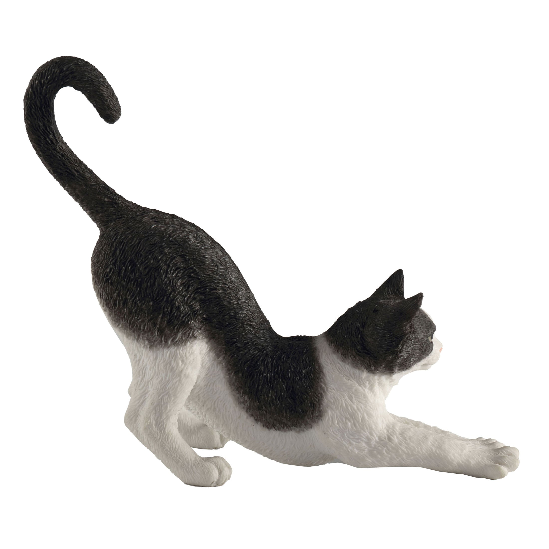 Black And White Cat Stretching
