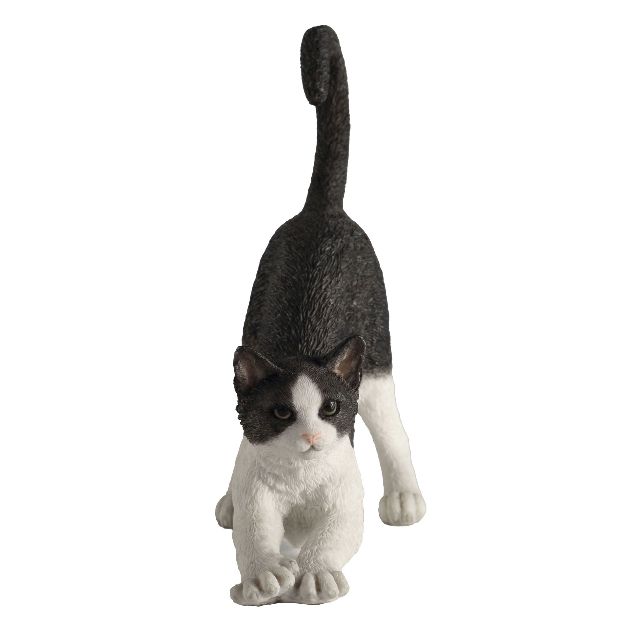 Black And White Cat Stretching