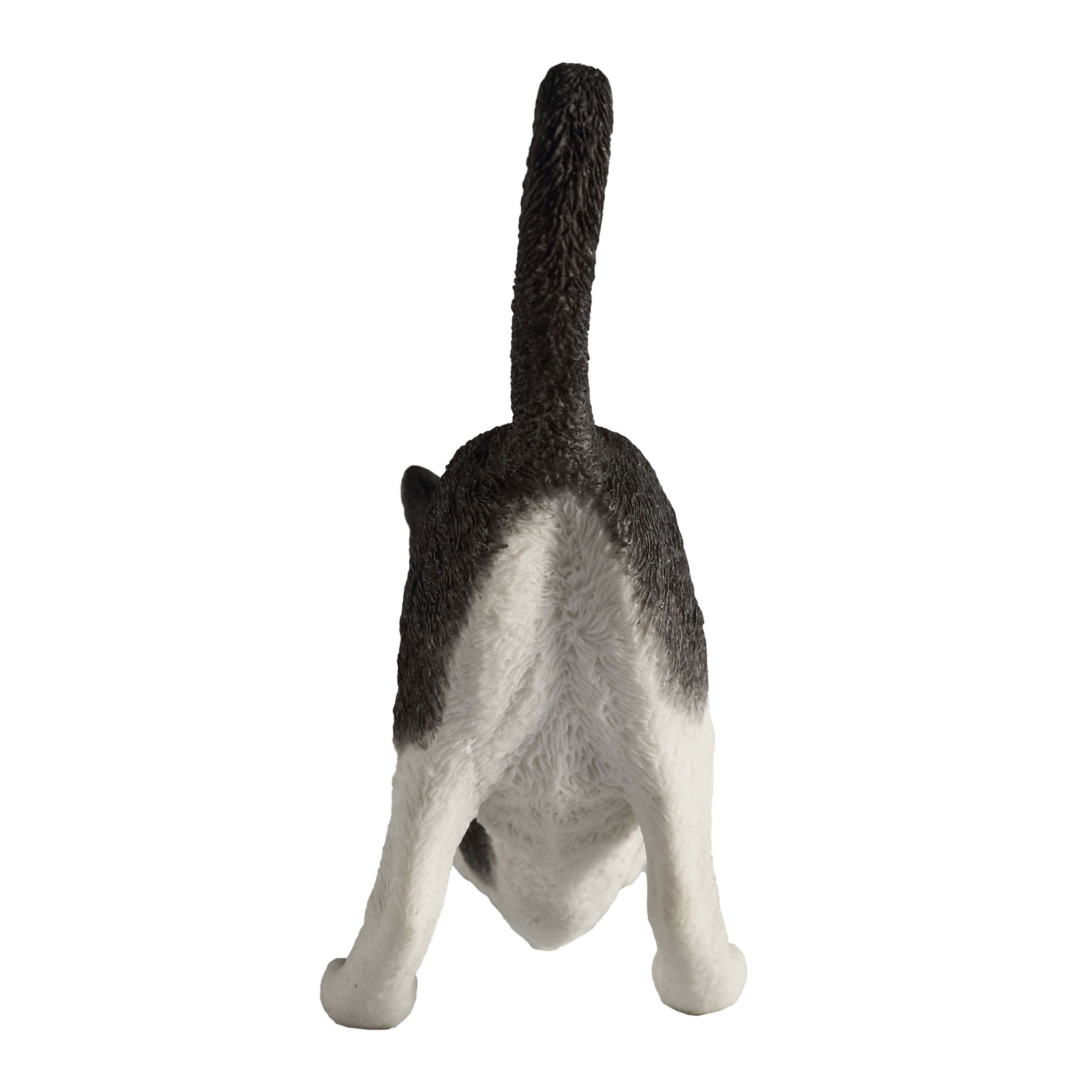 Black And White Cat Stretching