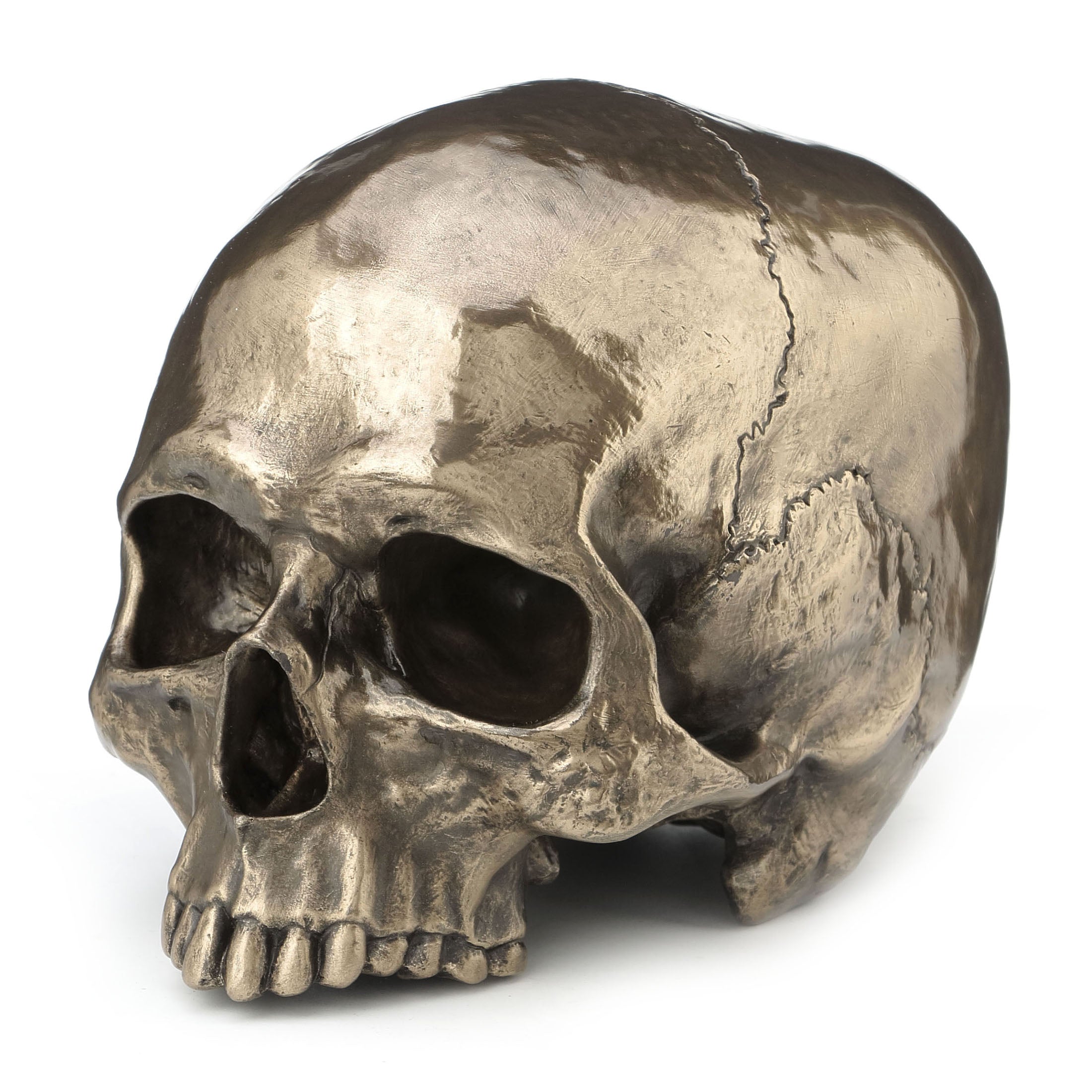 Human Skull (Jawless)