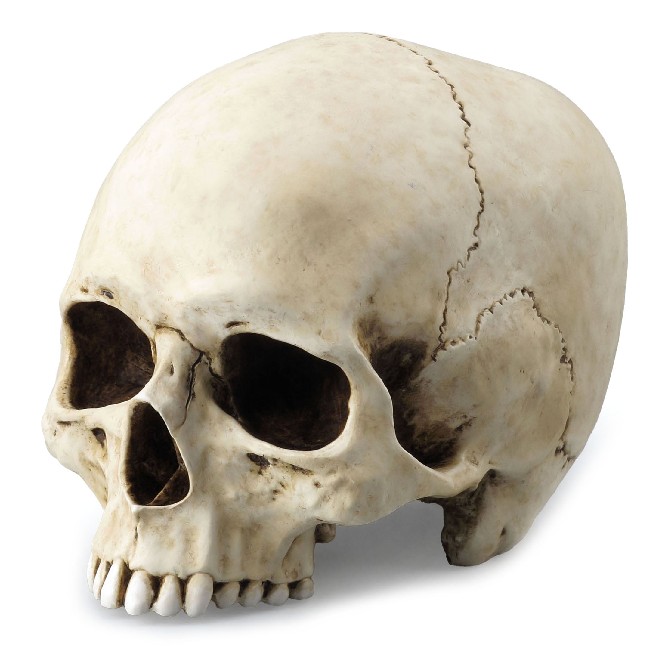 Human Skull (Jawless)