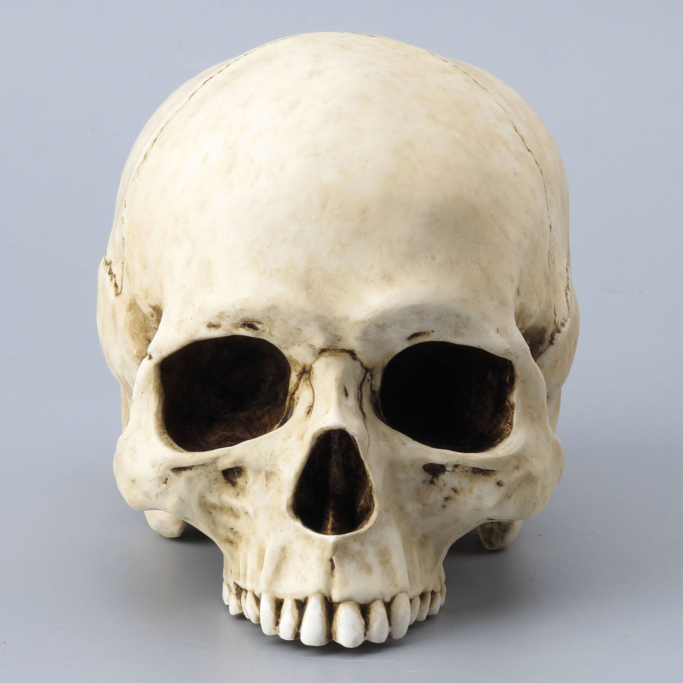 Human Skull (Jawless)