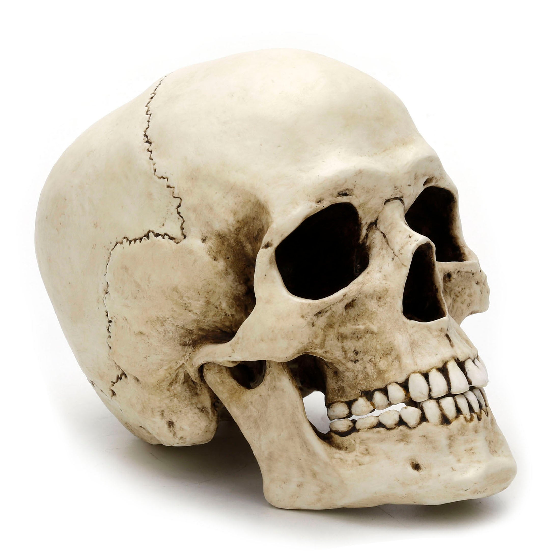 Human Skull (Motion Jaw)