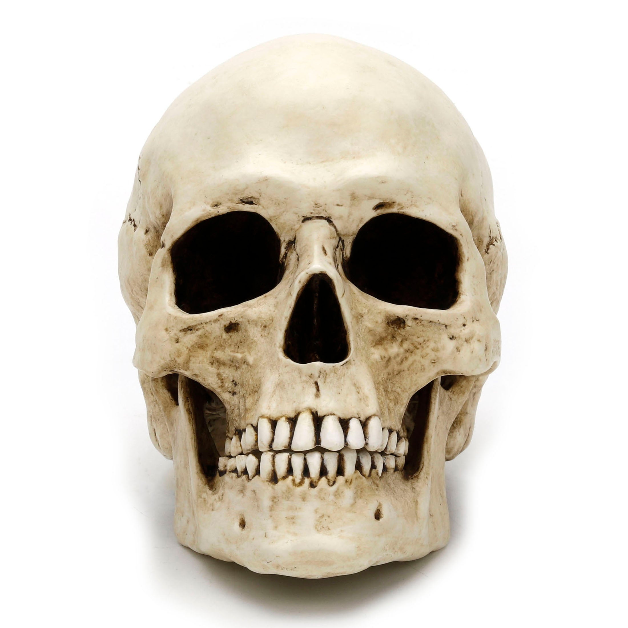 Human Skull (Motion Jaw)