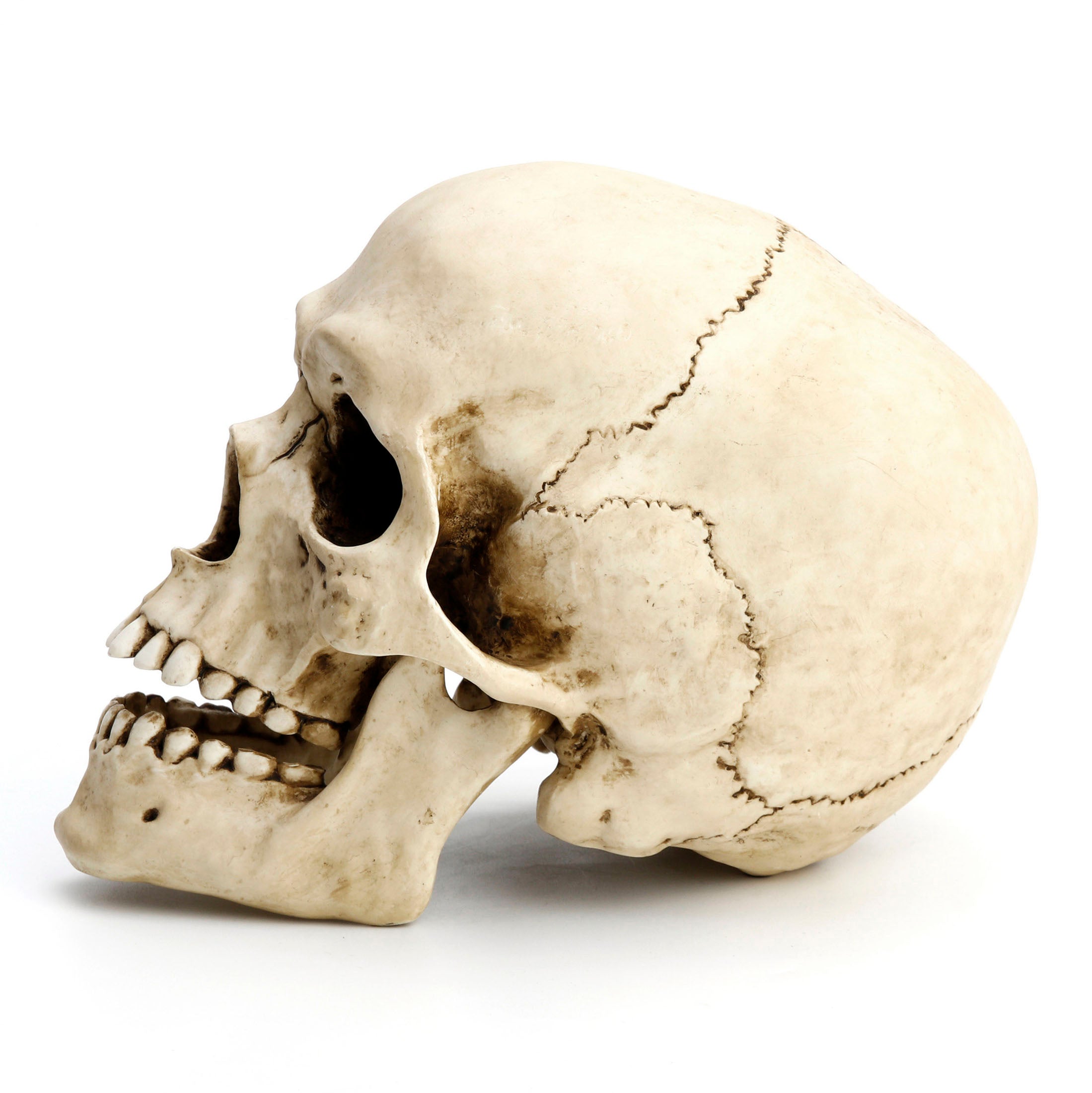 Human Skull (Motion Jaw)