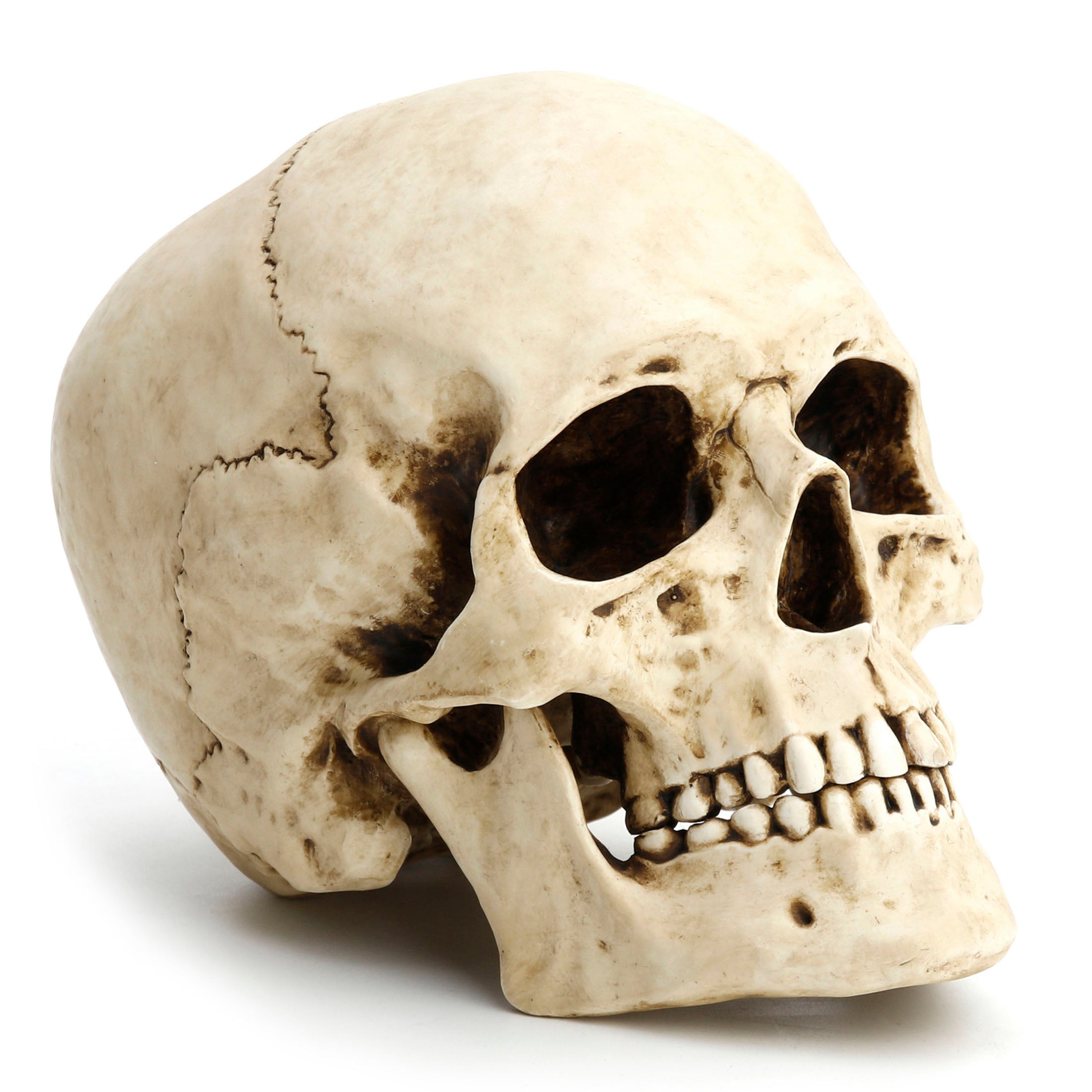 Human Skull (Fixed Jaw)
