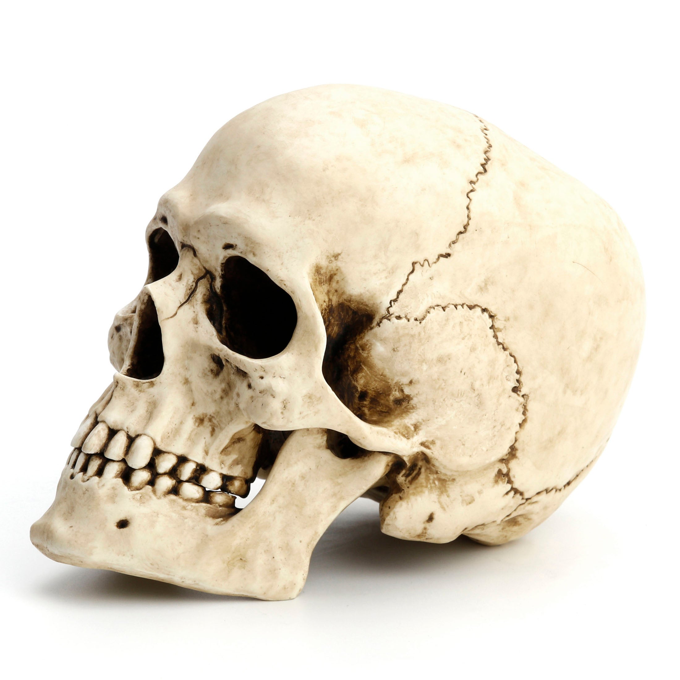 Human Skull (Fixed Jaw)