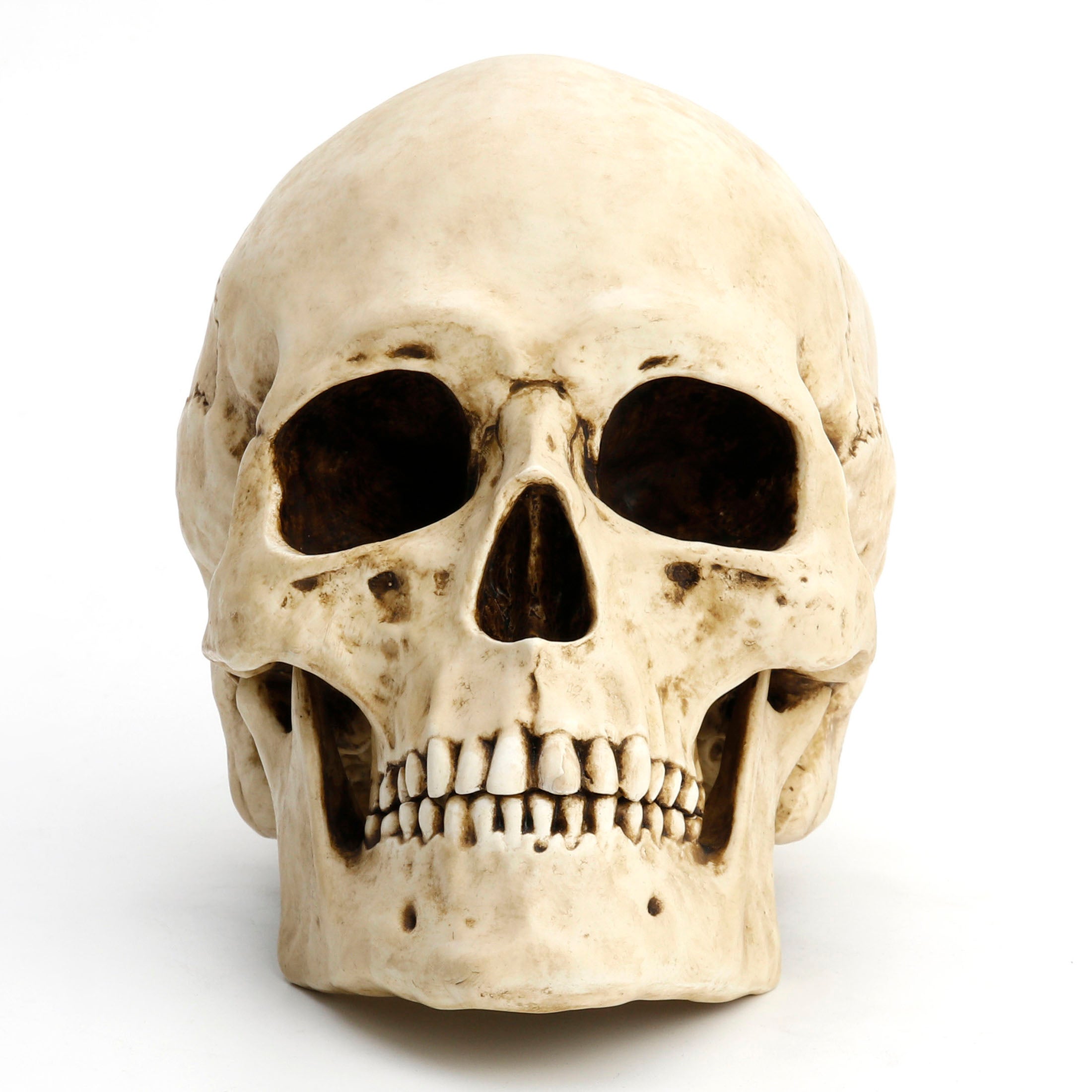 Human Skull (Fixed Jaw)