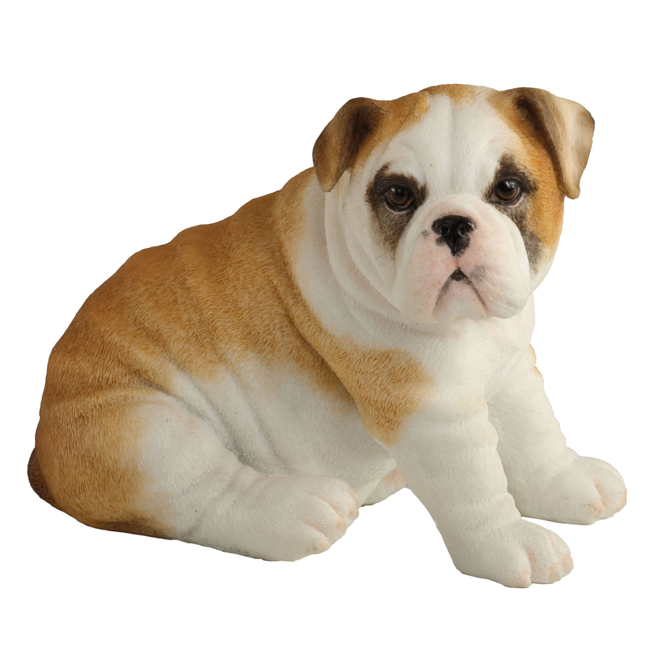 Bulldog Puppy Sitting
