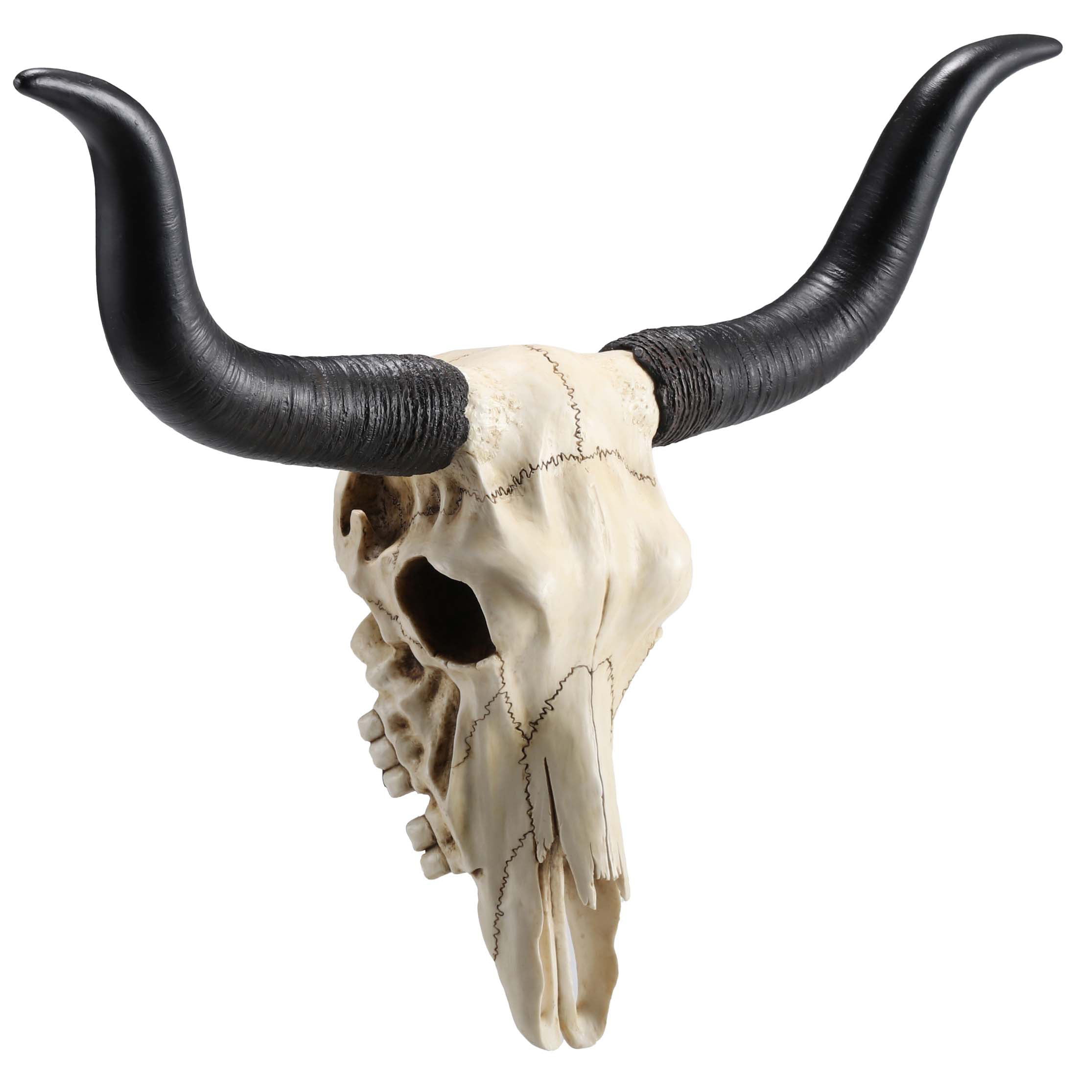 Longhorn Skull