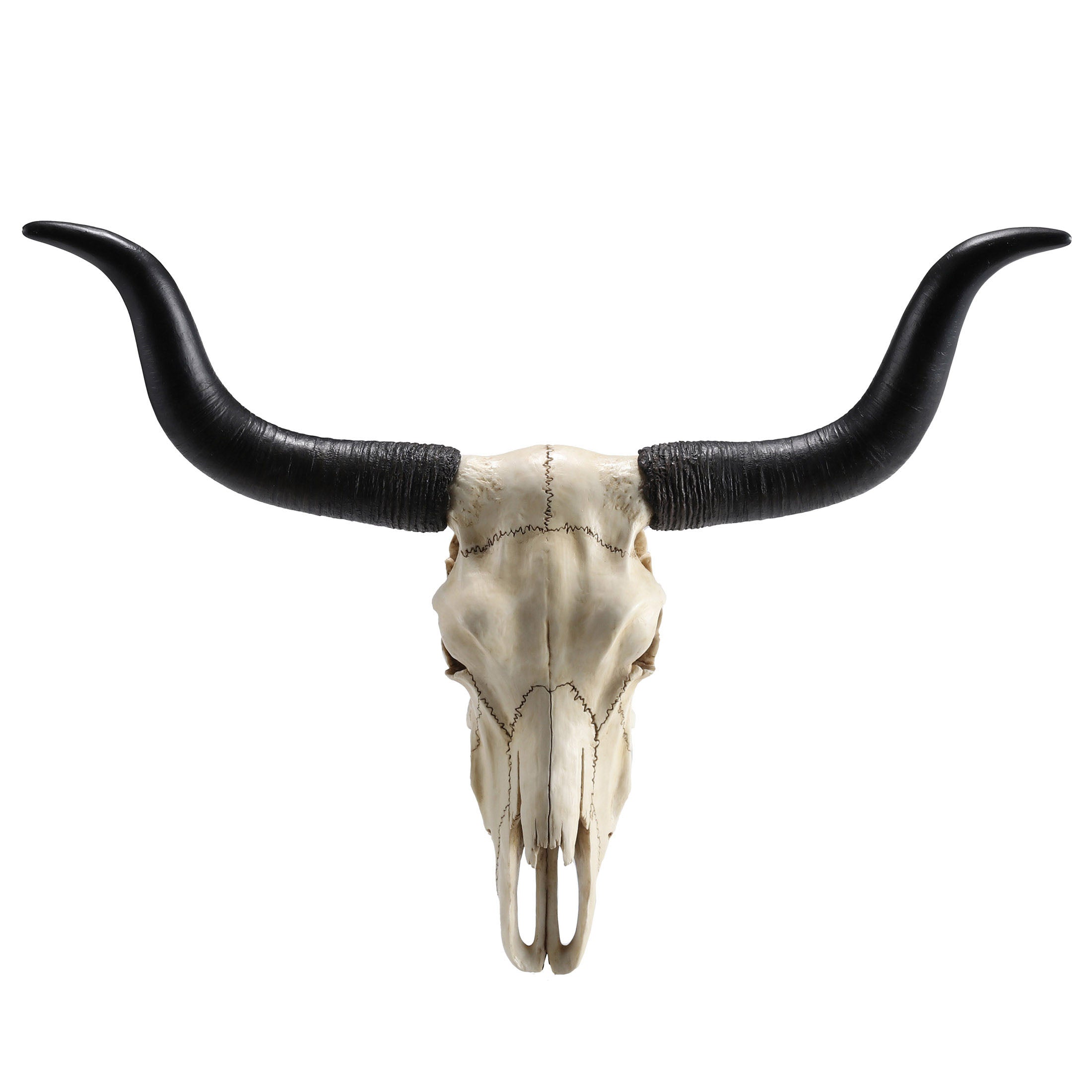Longhorn Skull