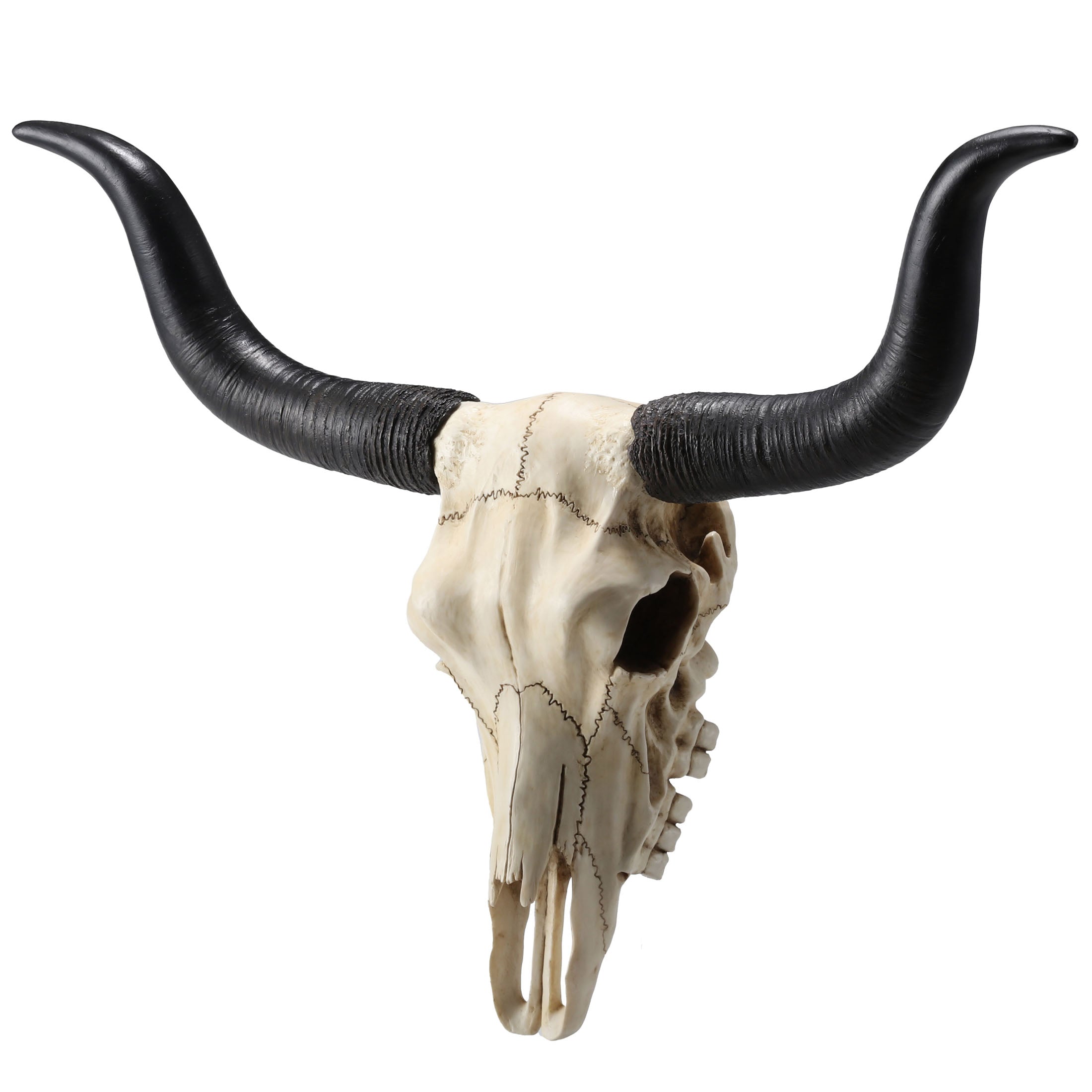 Longhorn Skull