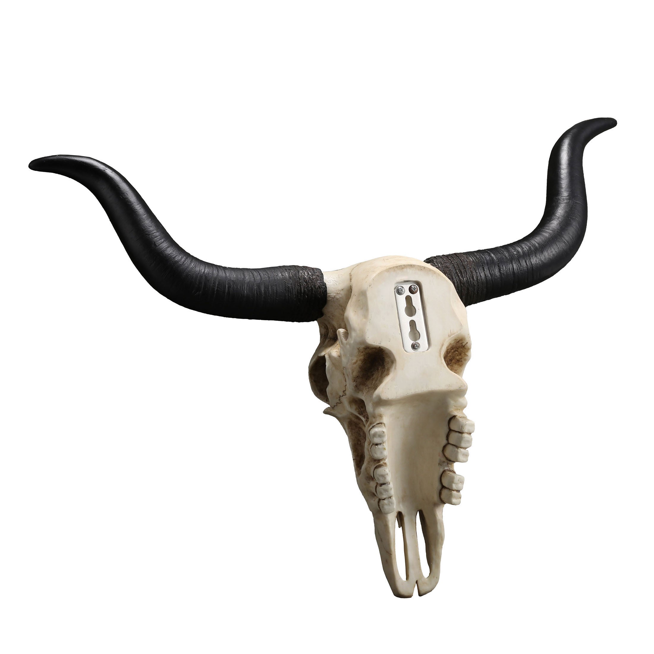 Longhorn Skull