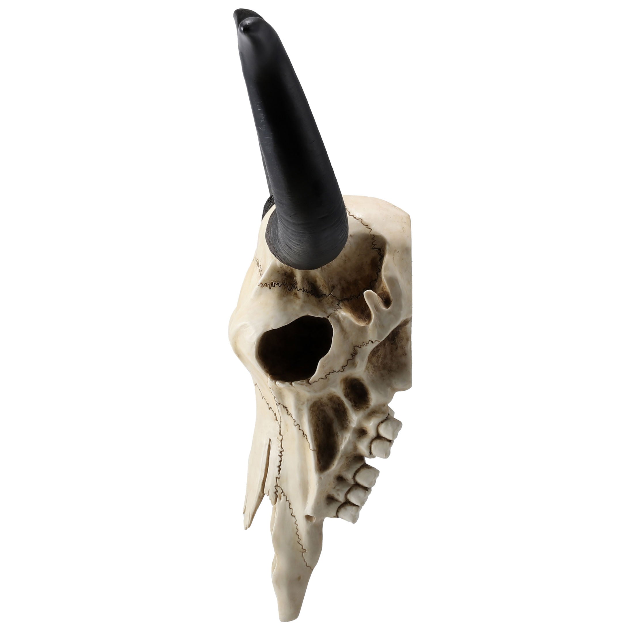 Longhorn Skull