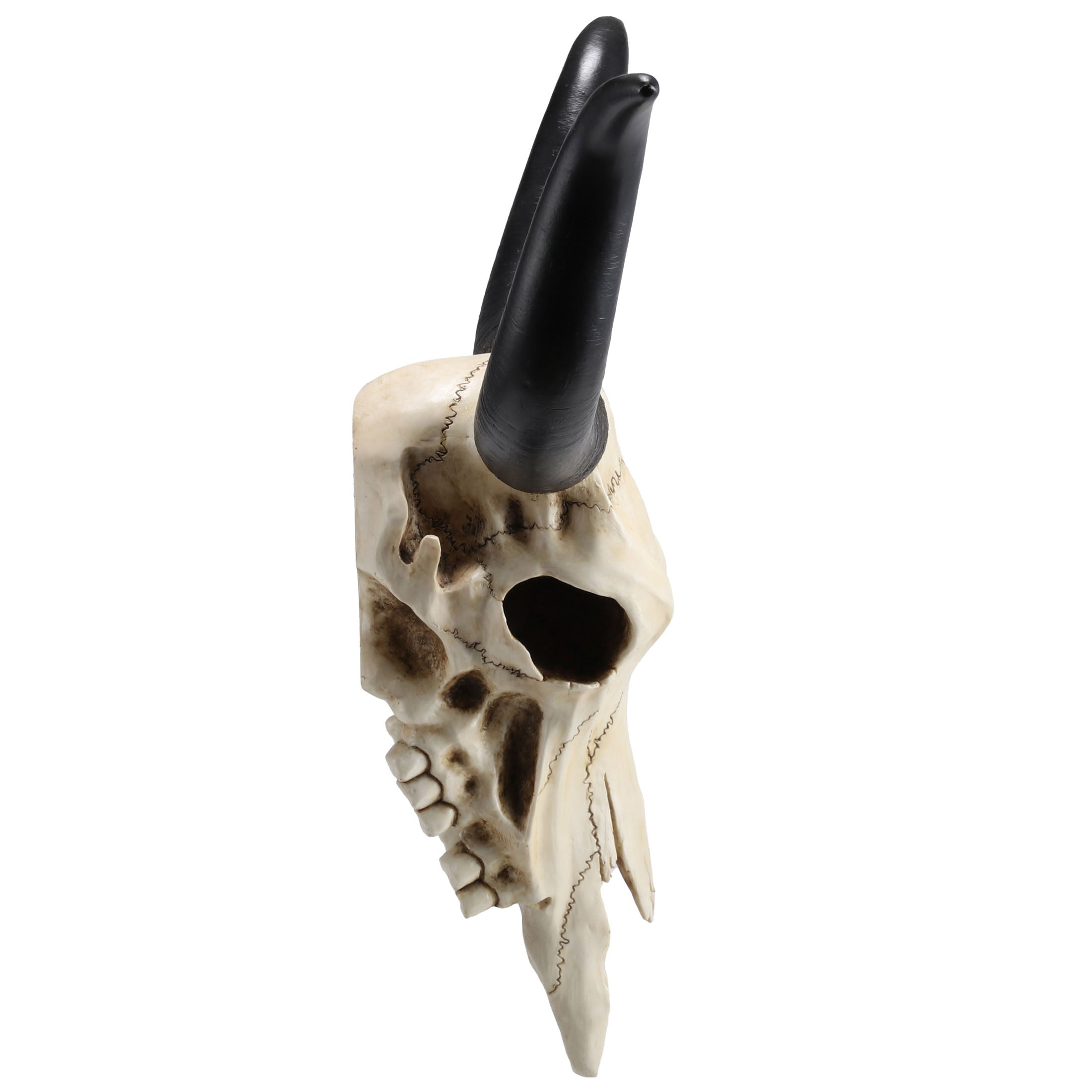 Longhorn Skull