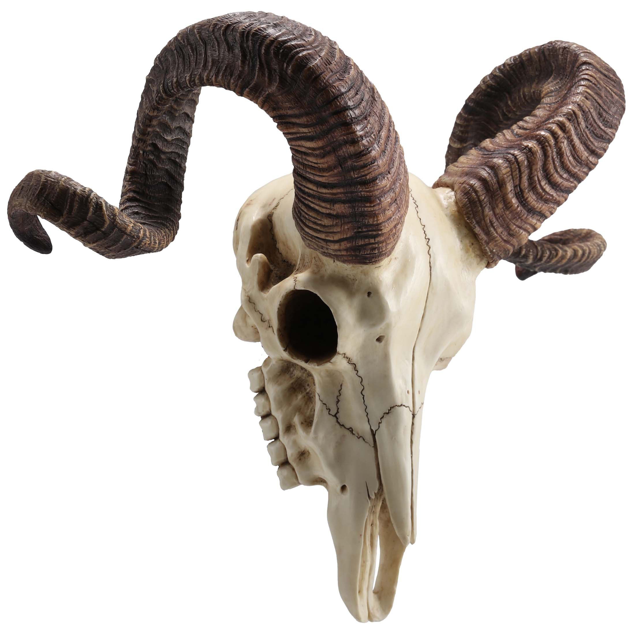 Corsican Ram Skull