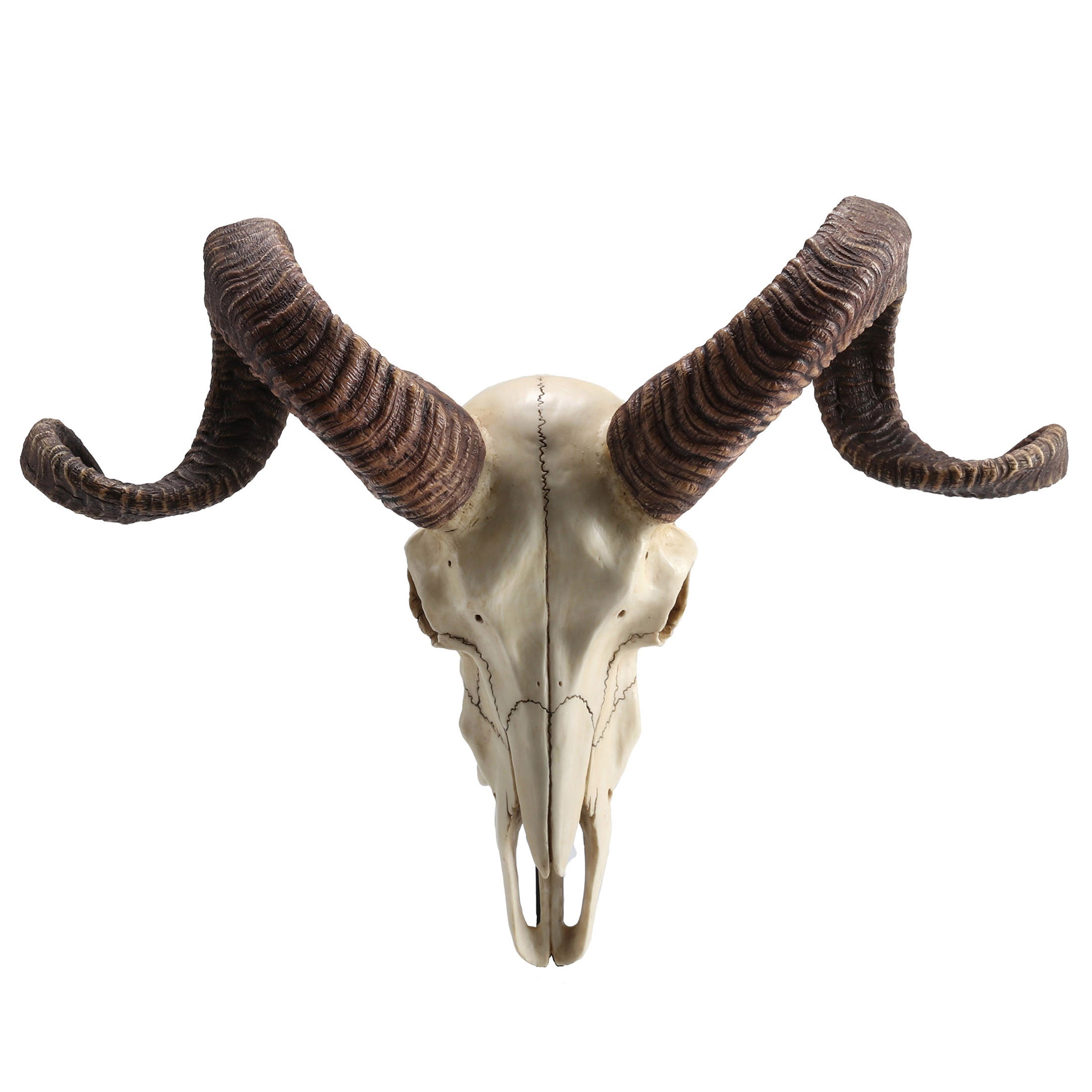 Corsican Ram Skull