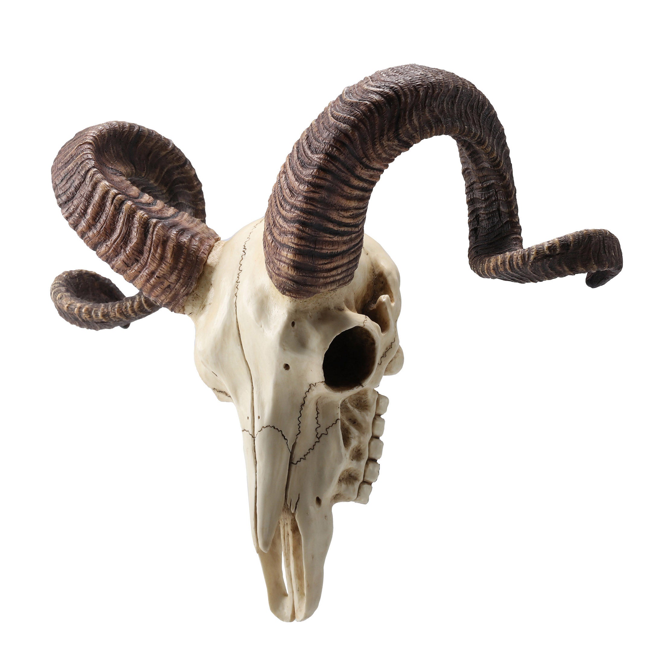 Corsican Ram Skull