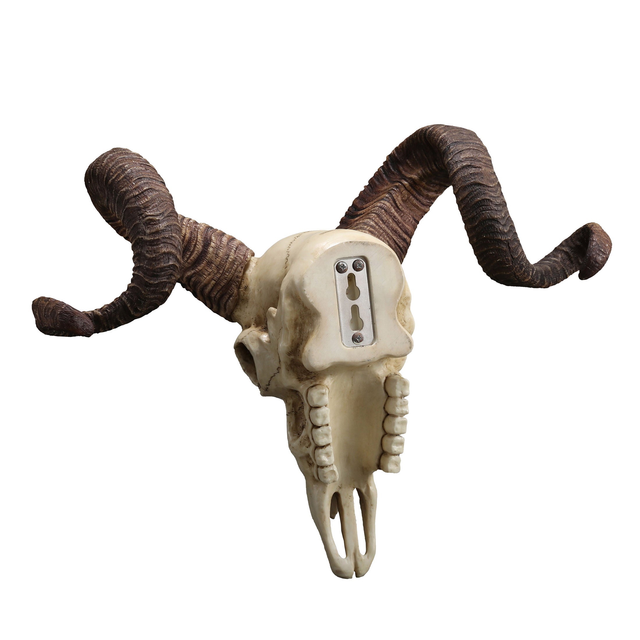 Corsican Ram Skull